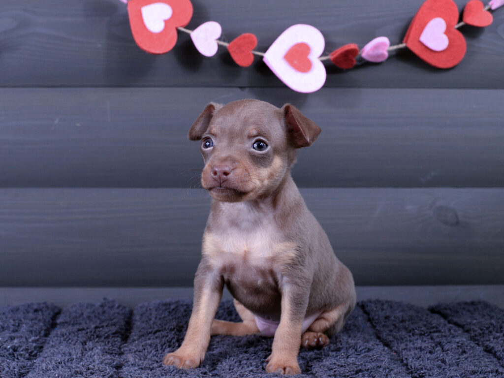 Питомник Пражских крысариков kennel prague ratter