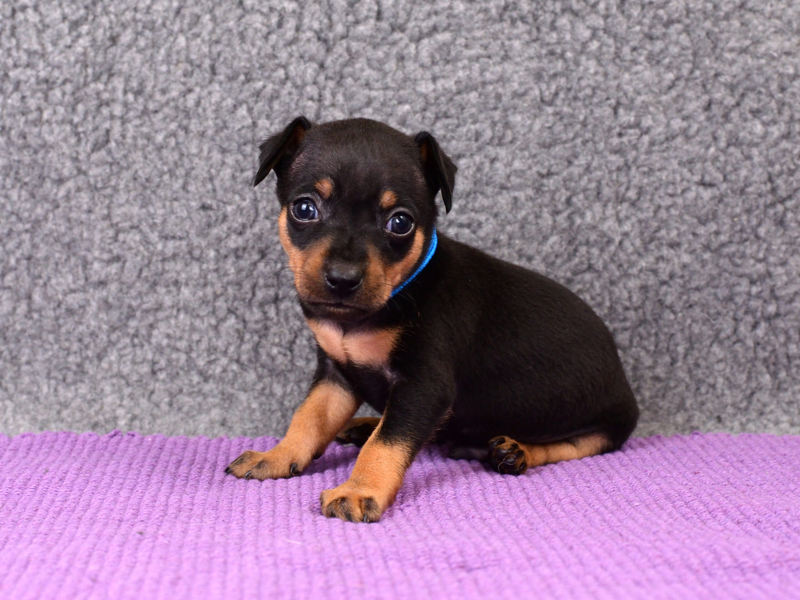 Питомник Пражских крысариков kennel prague ratter