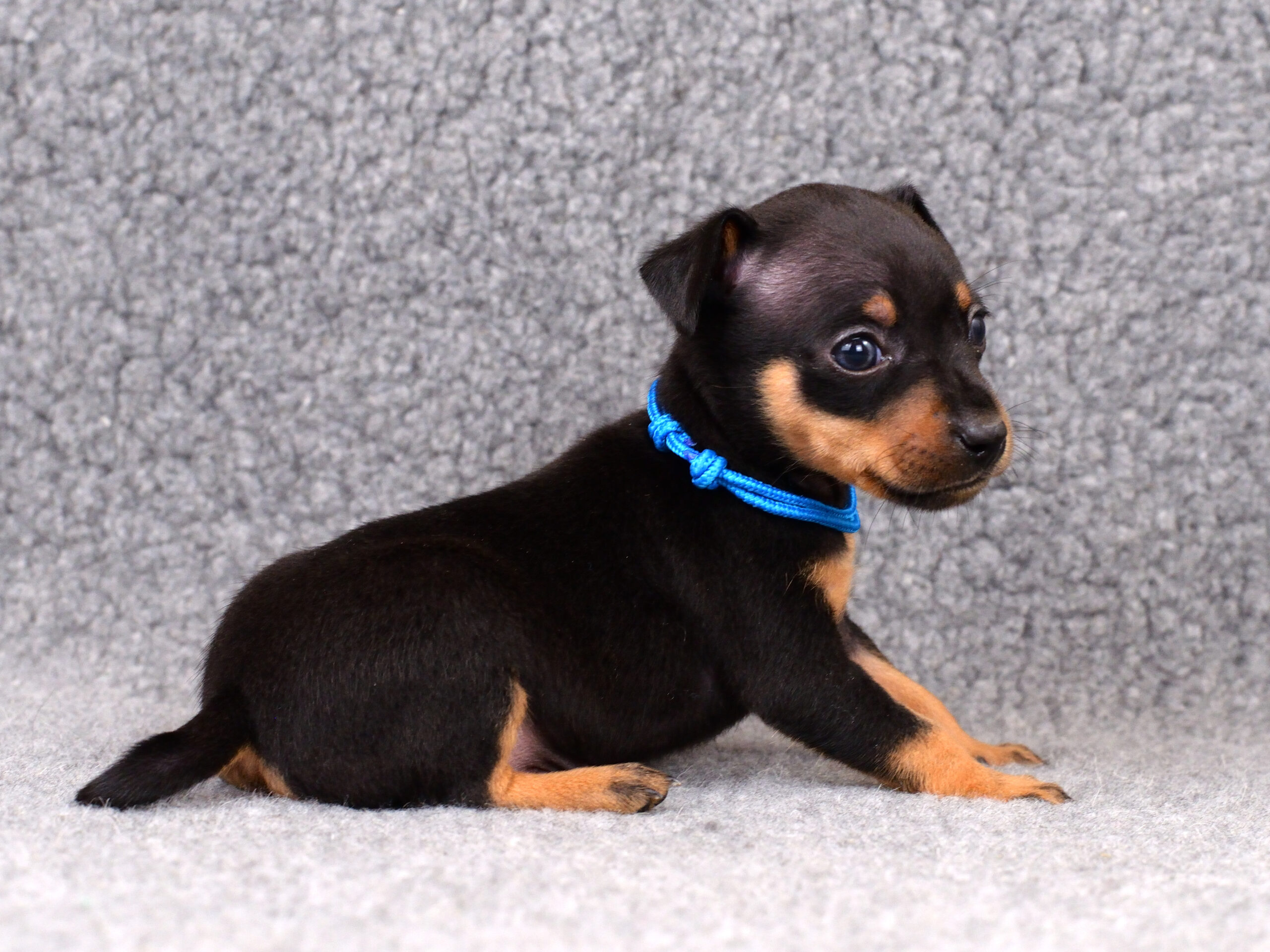 Питомник Пражских крысариков kennel prague ratter