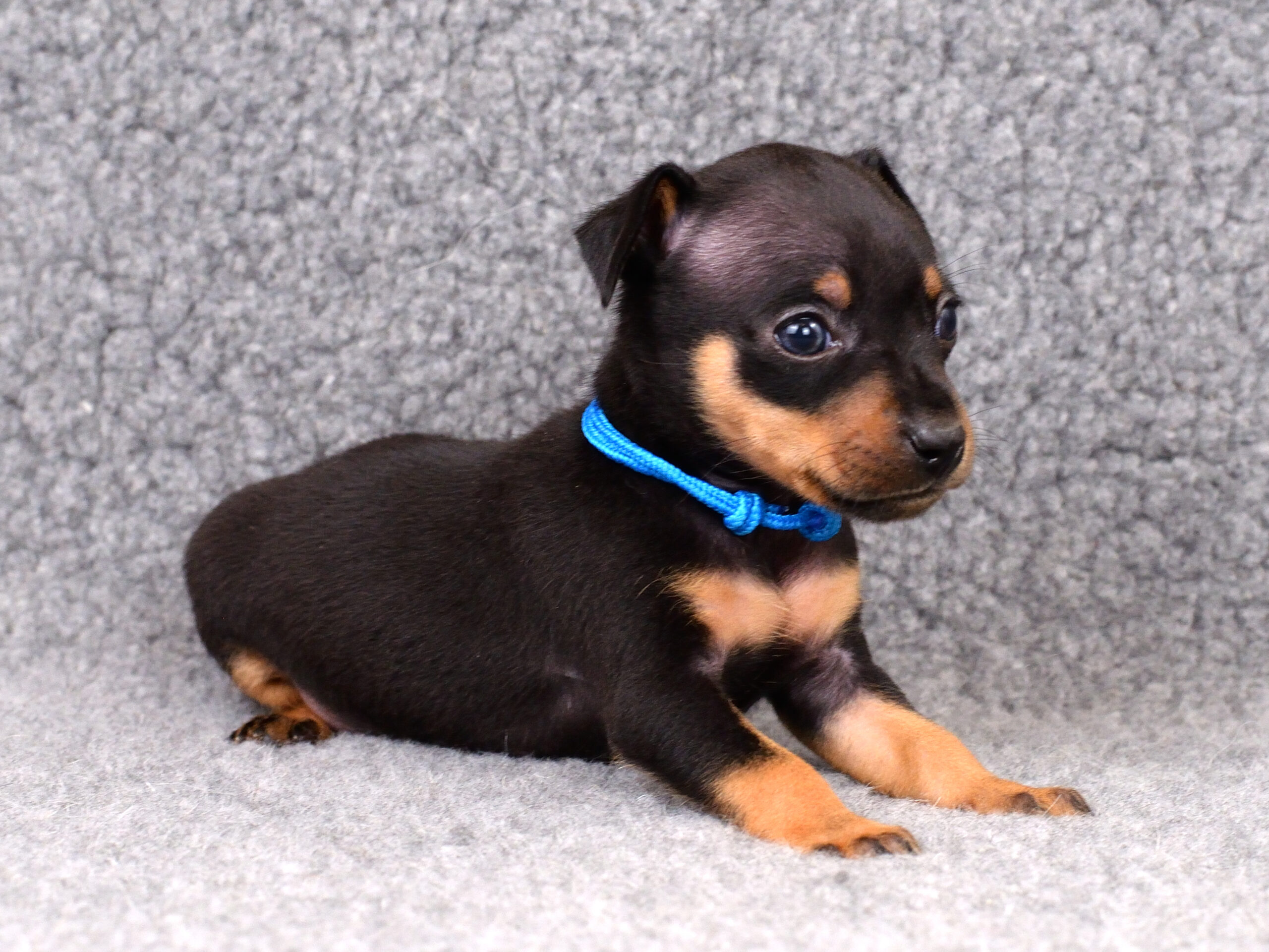 Питомник Пражских крысариков kennel prague ratter