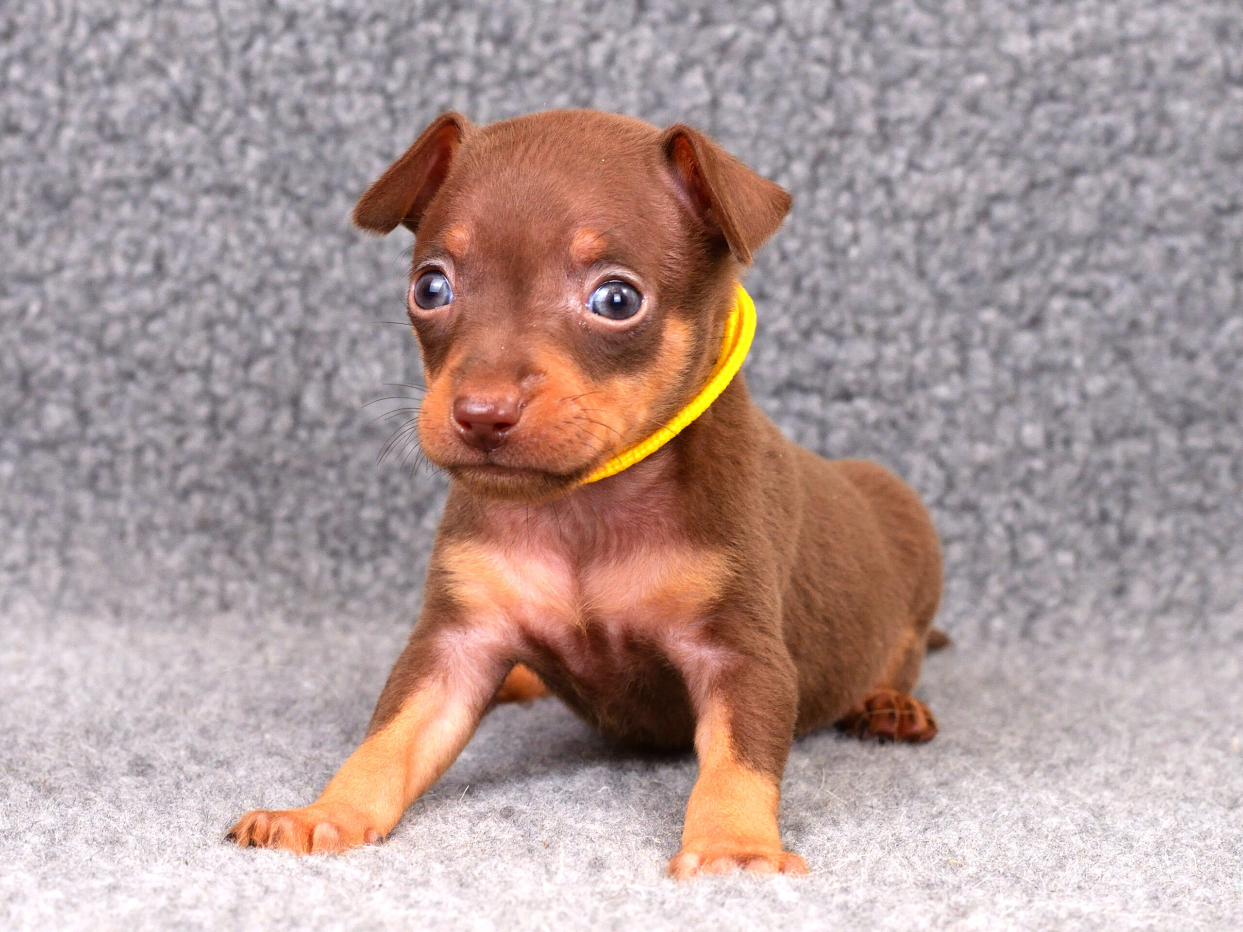 Питомник Пражских крысариков kennel prague ratter
