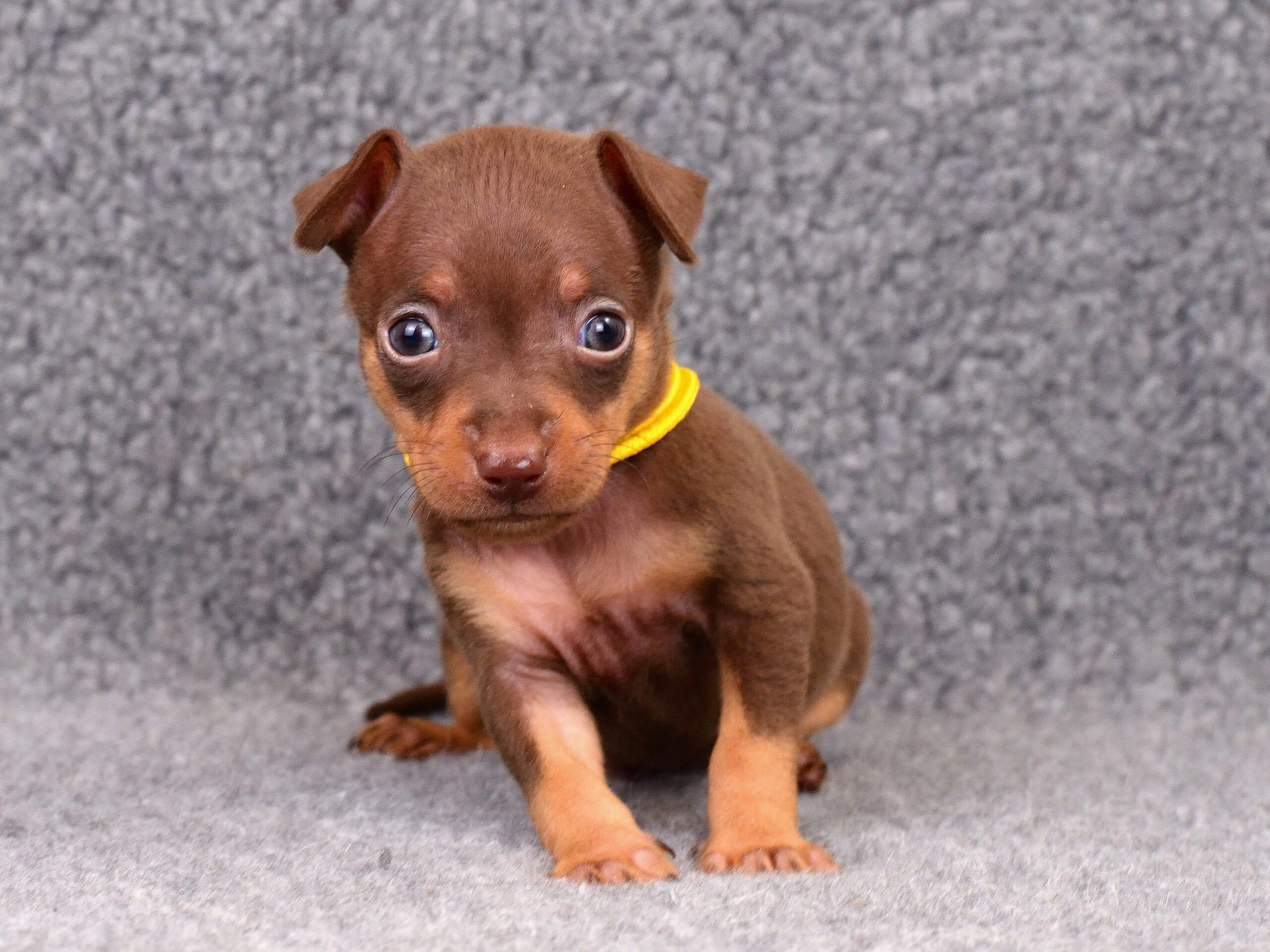 Питомник Пражских крысариков kennel prague ratter