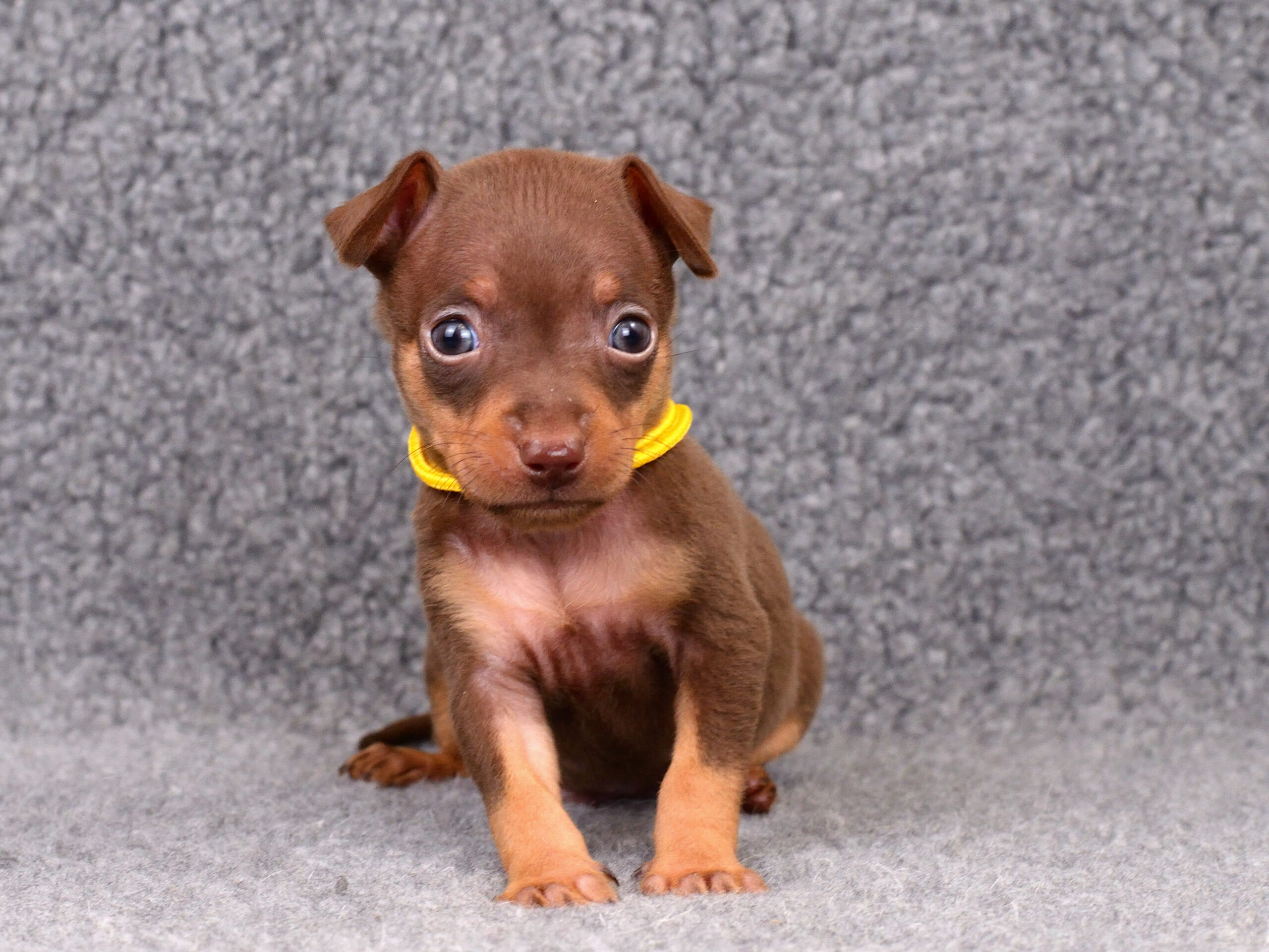 Питомник Пражских крысариков kennel prague ratter