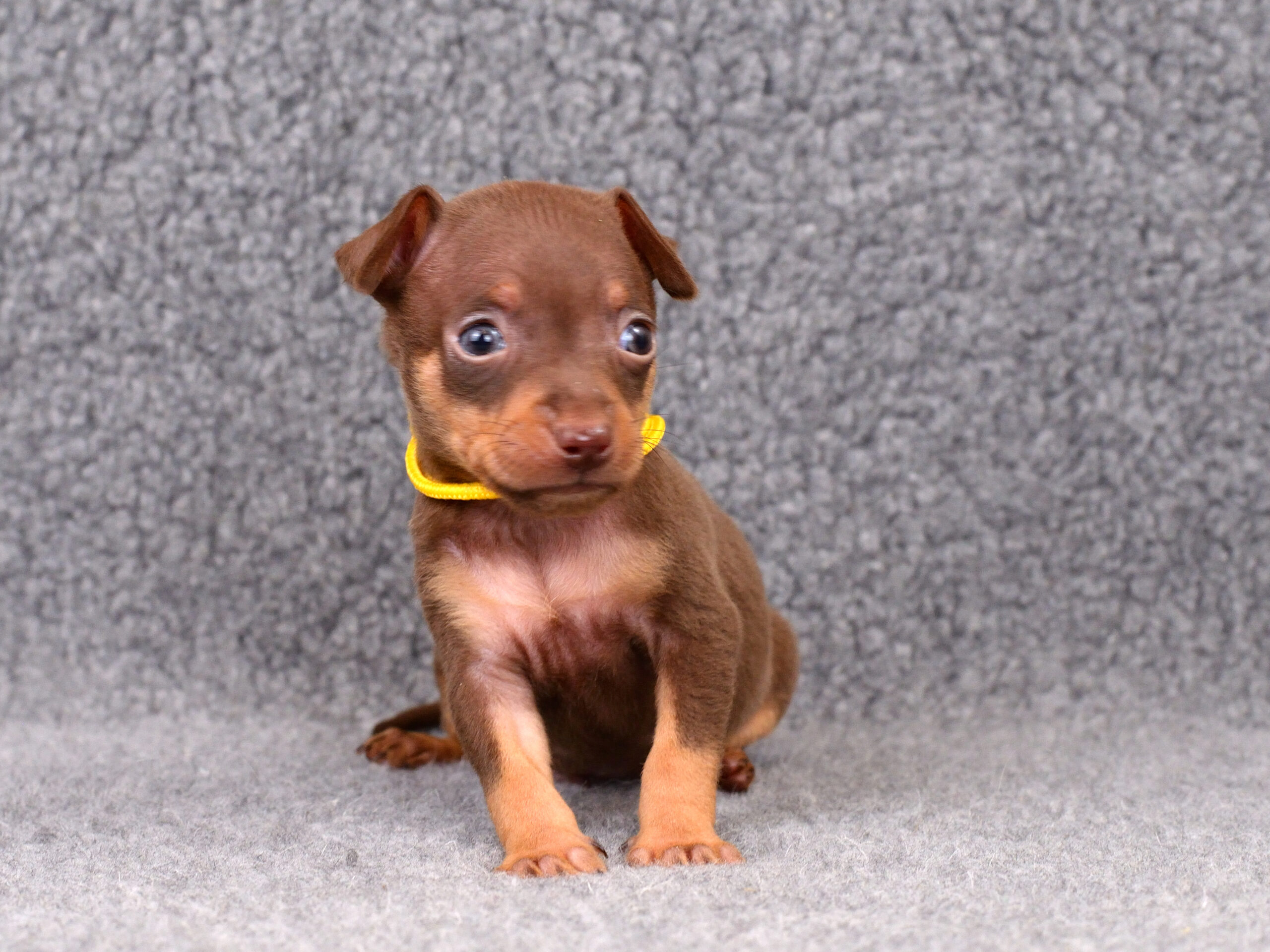 Питомник Пражских крысариков kennel prague ratter