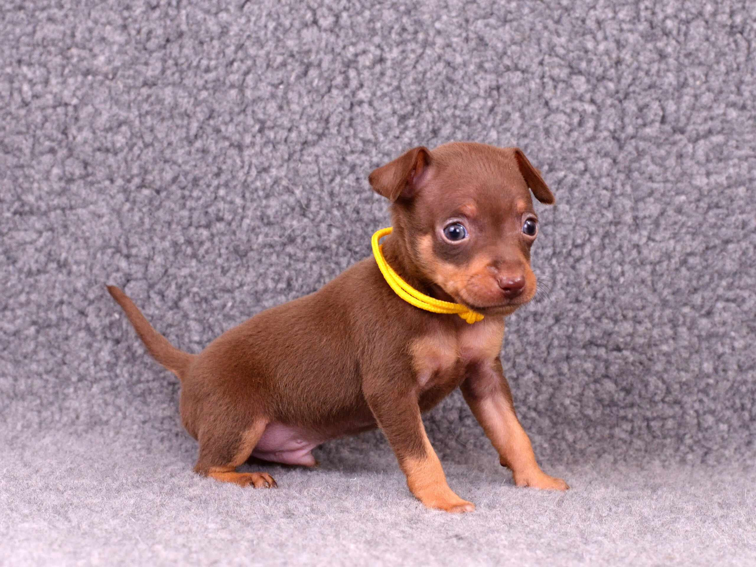 Питомник Пражских крысариков kennel prague ratter