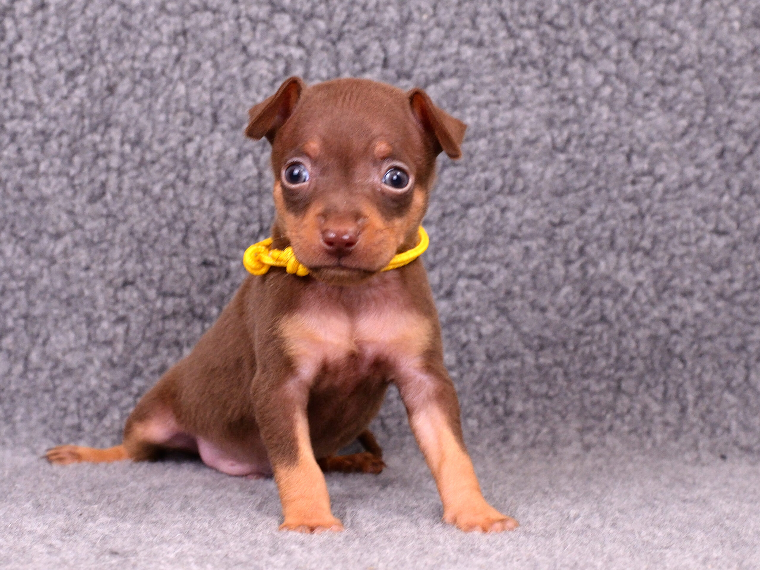 Питомник Пражских крысариков kennel prague ratter