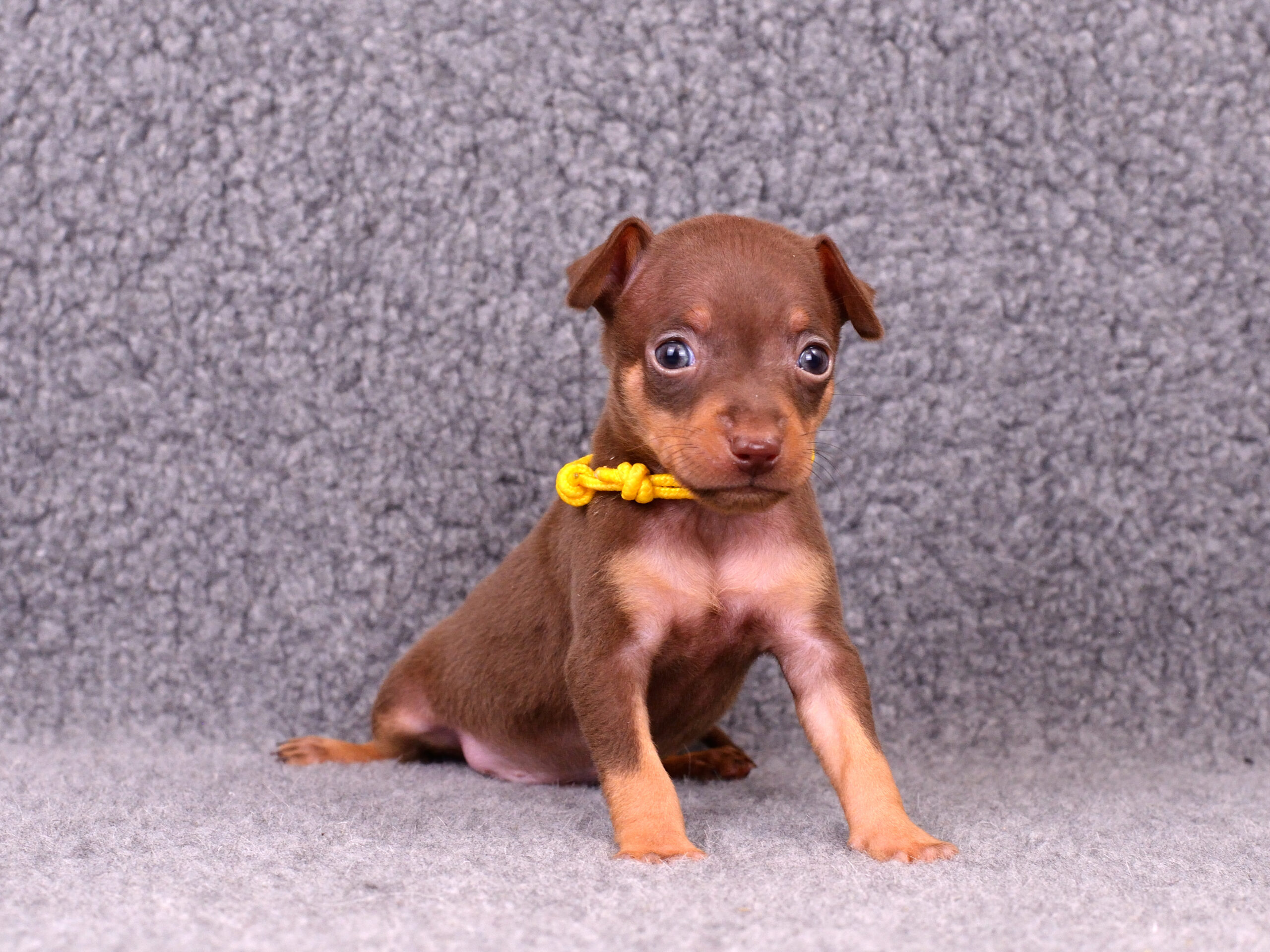 Питомник Пражских крысариков kennel prague ratter