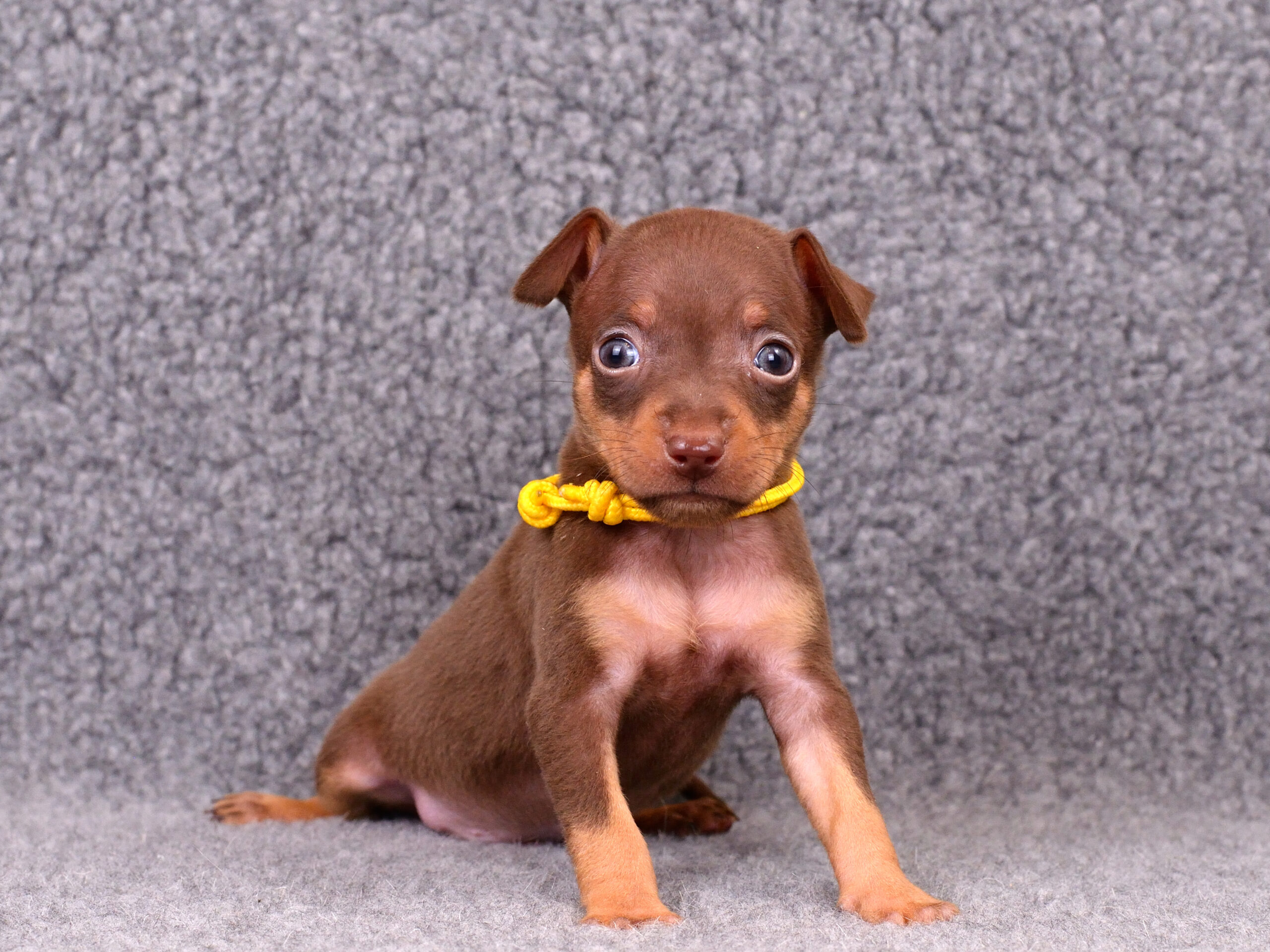 Питомник Пражских крысариков kennel prague ratter