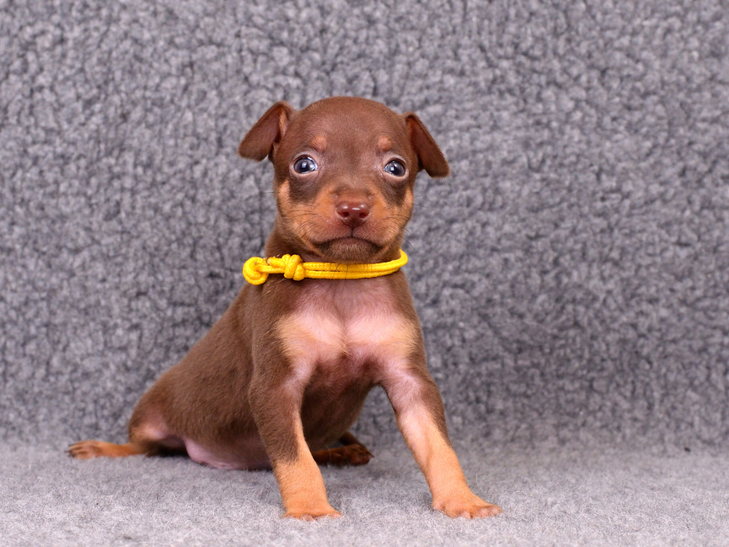 Питомник Пражских крысариков kennel prague ratter