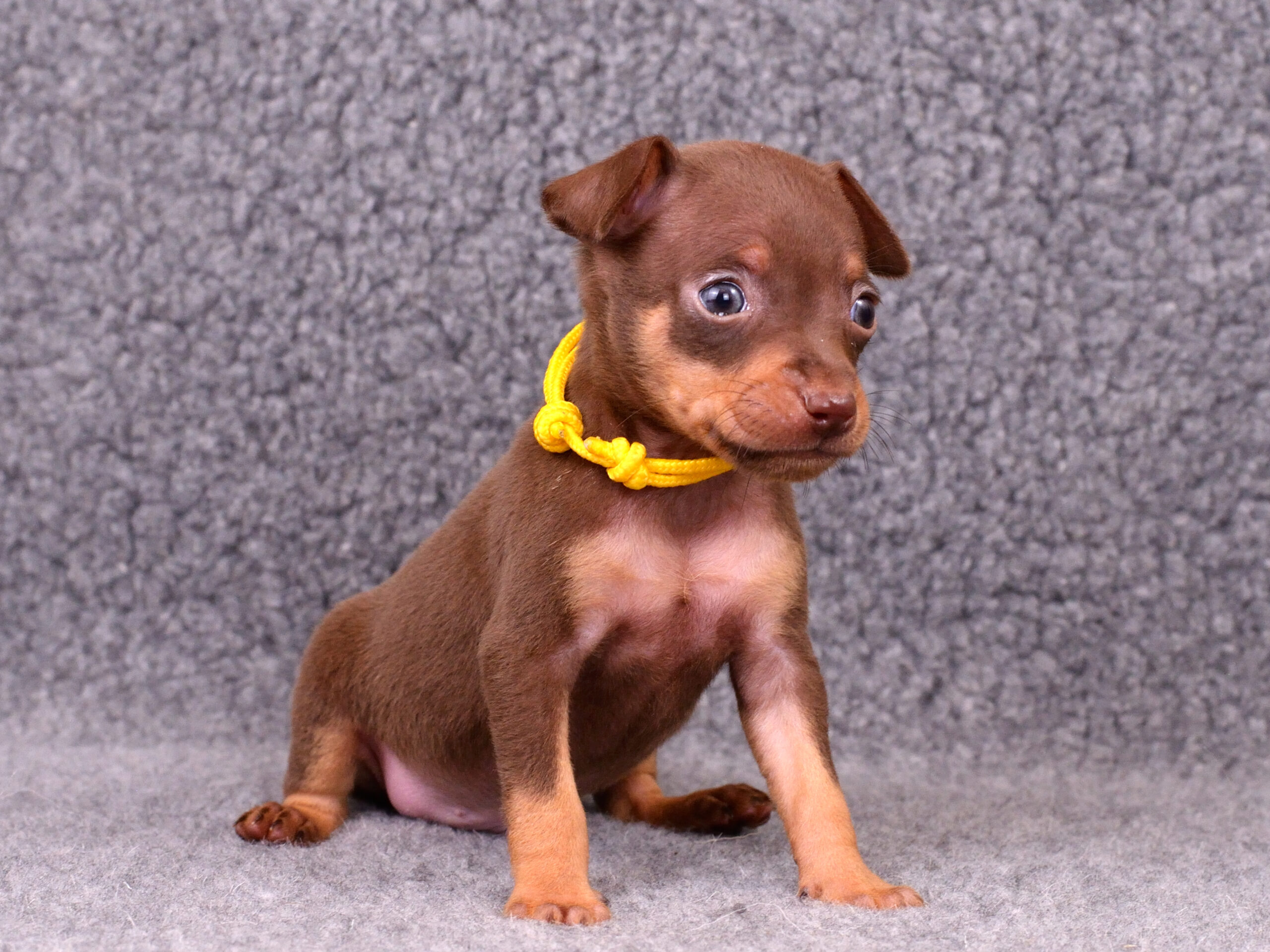 Питомник Пражских крысариков kennel prague ratter