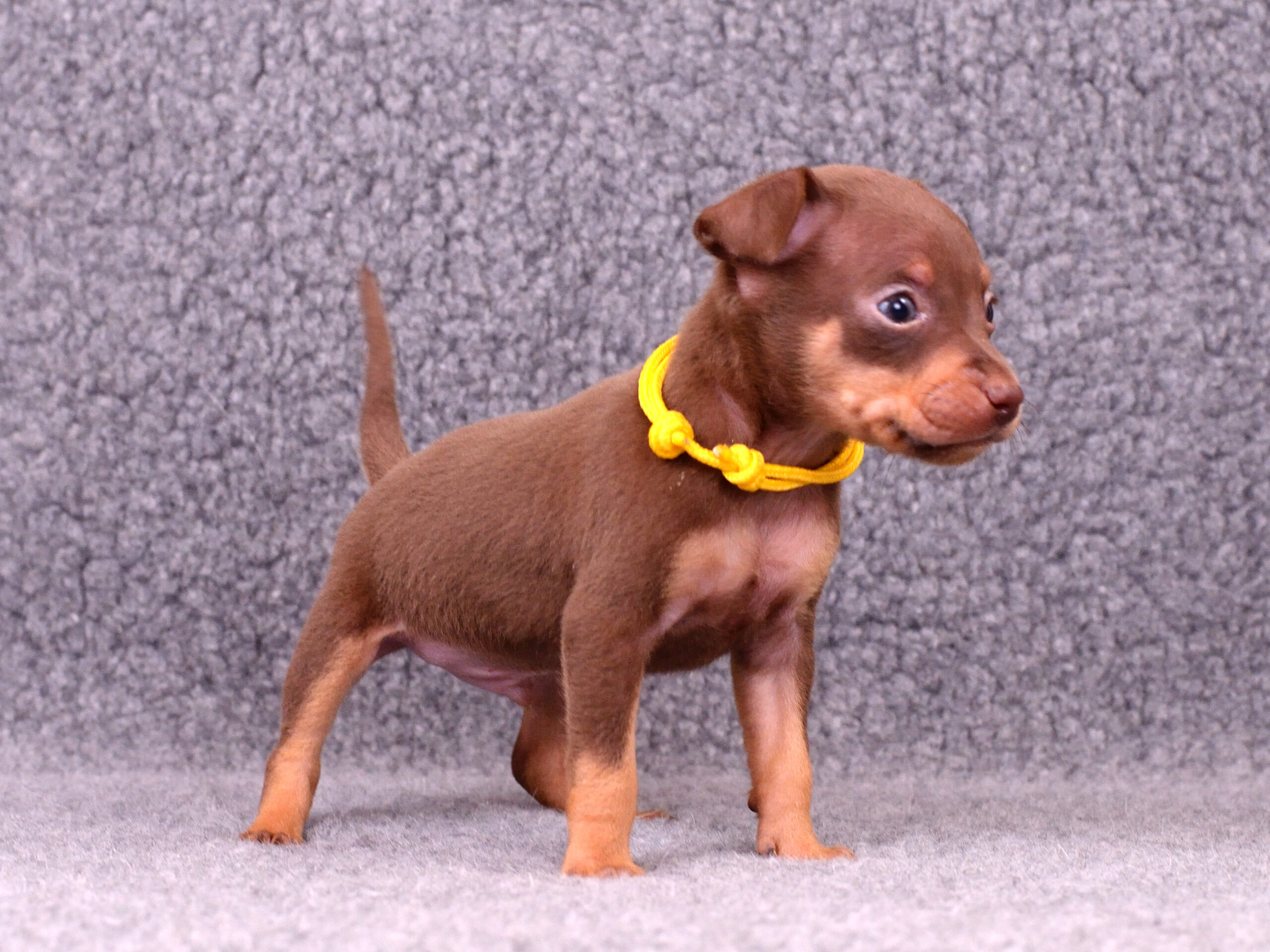 Питомник Пражских крысариков kennel prague ratter