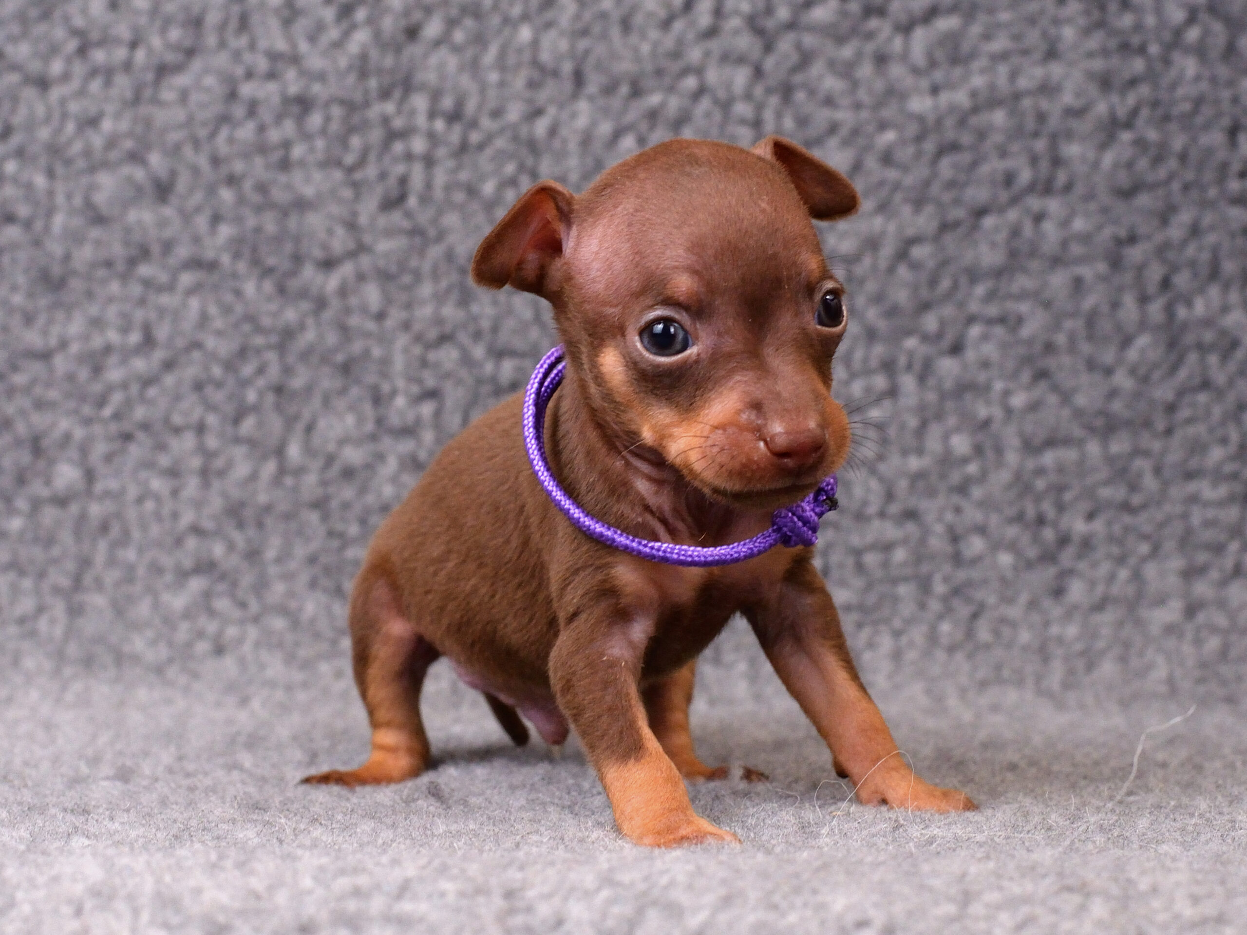 Питомник Пражских крысариков kennel prague ratter