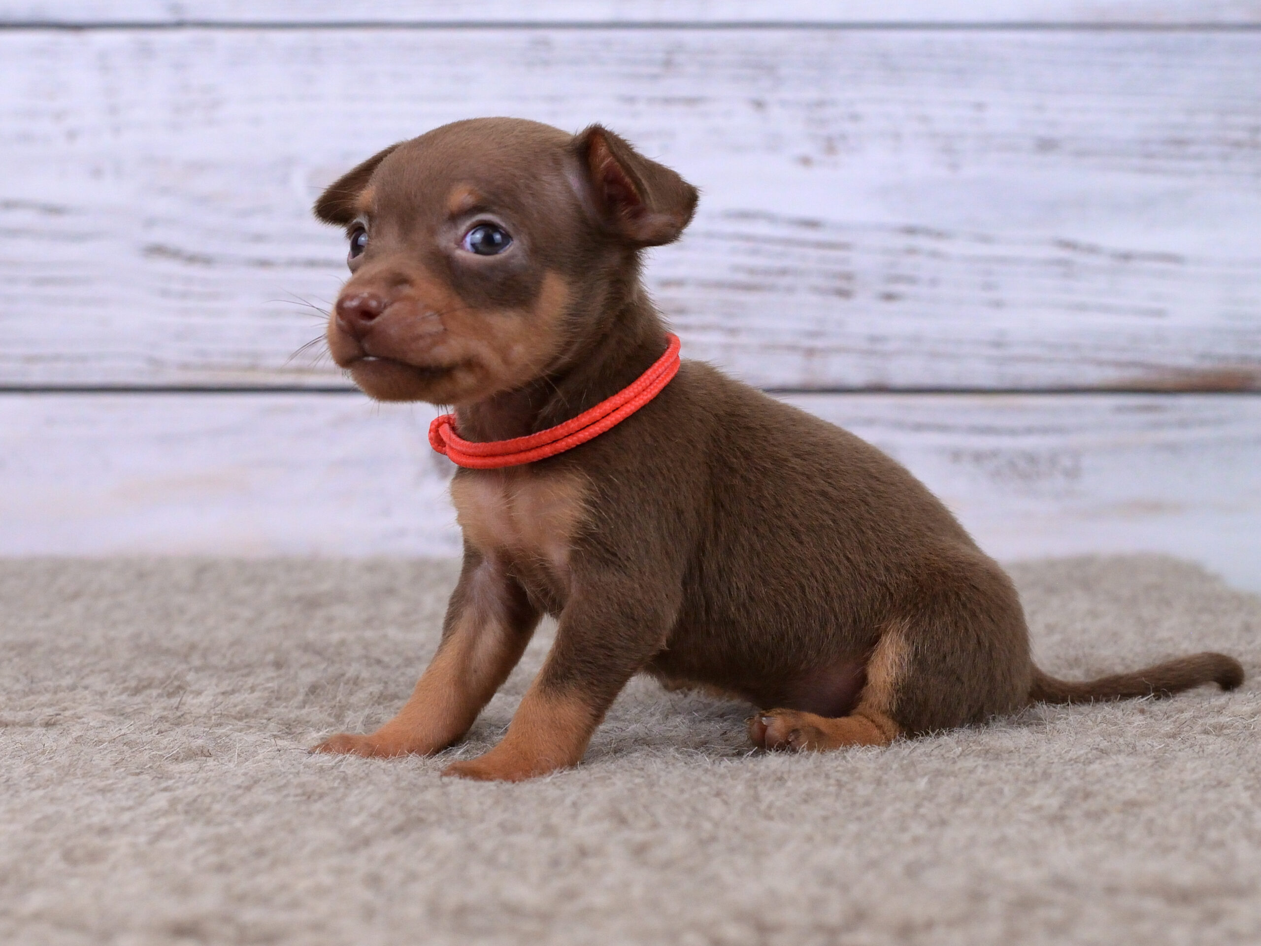 Питомник Пражских крысариков kennel prague ratter
