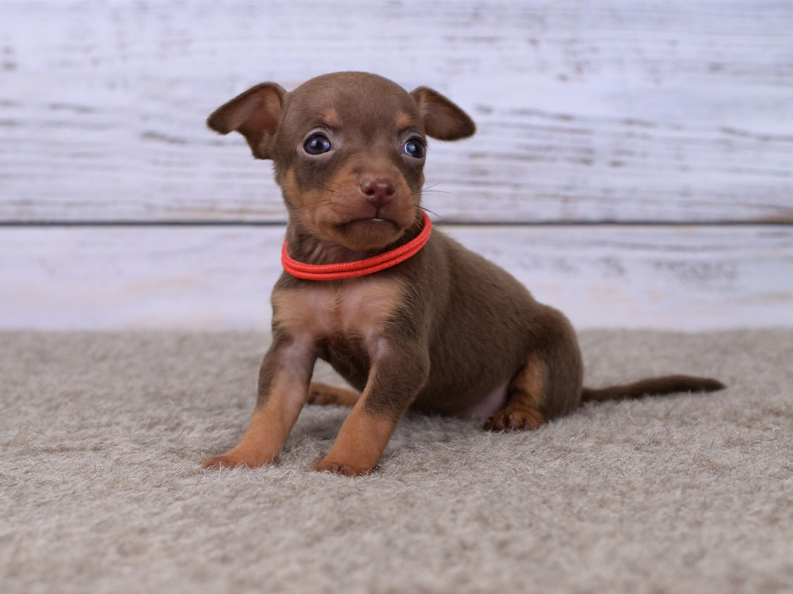 Питомник Пражских крысариков kennel prague ratter