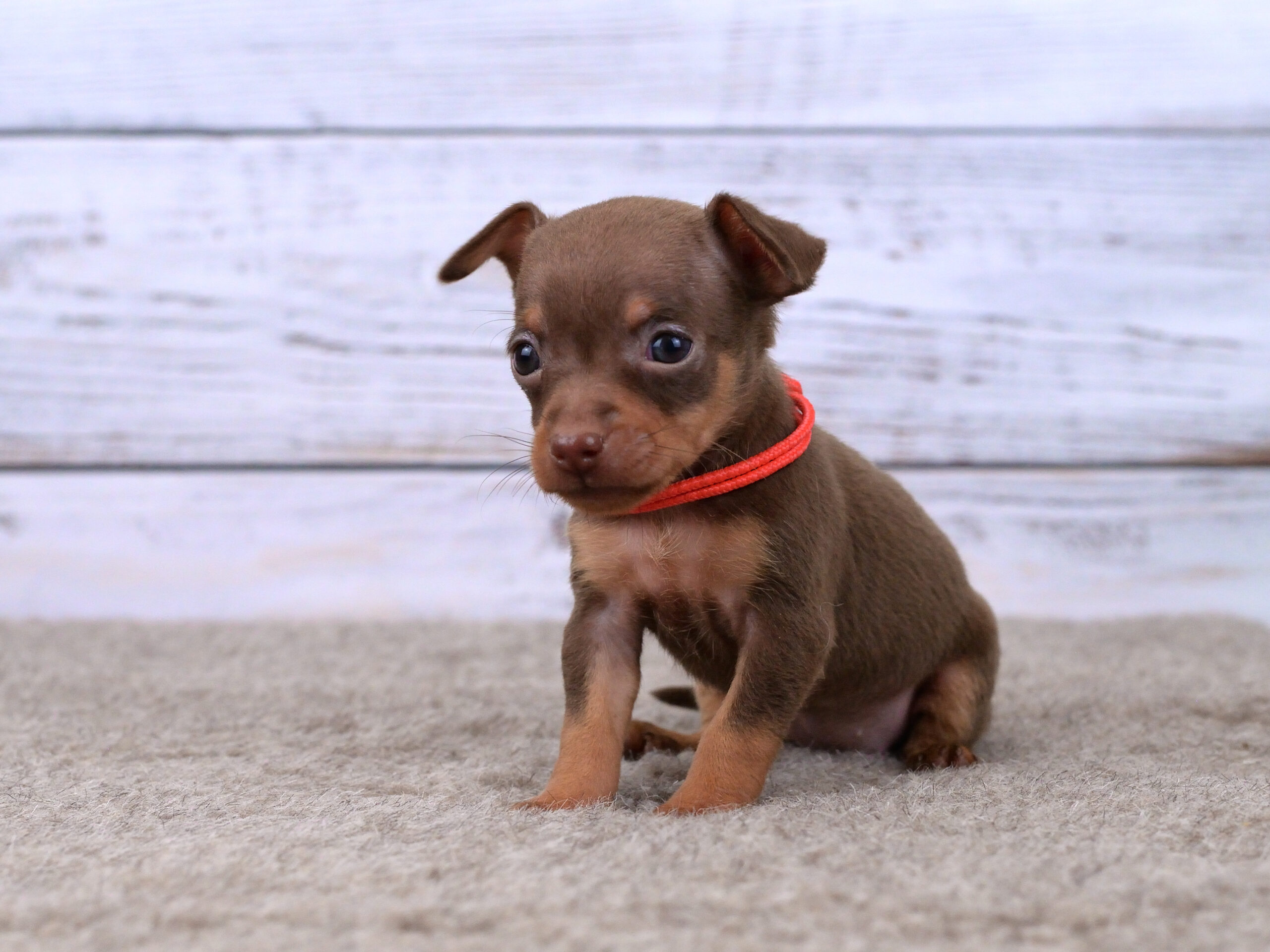 Питомник Пражских крысариков kennel prague ratter