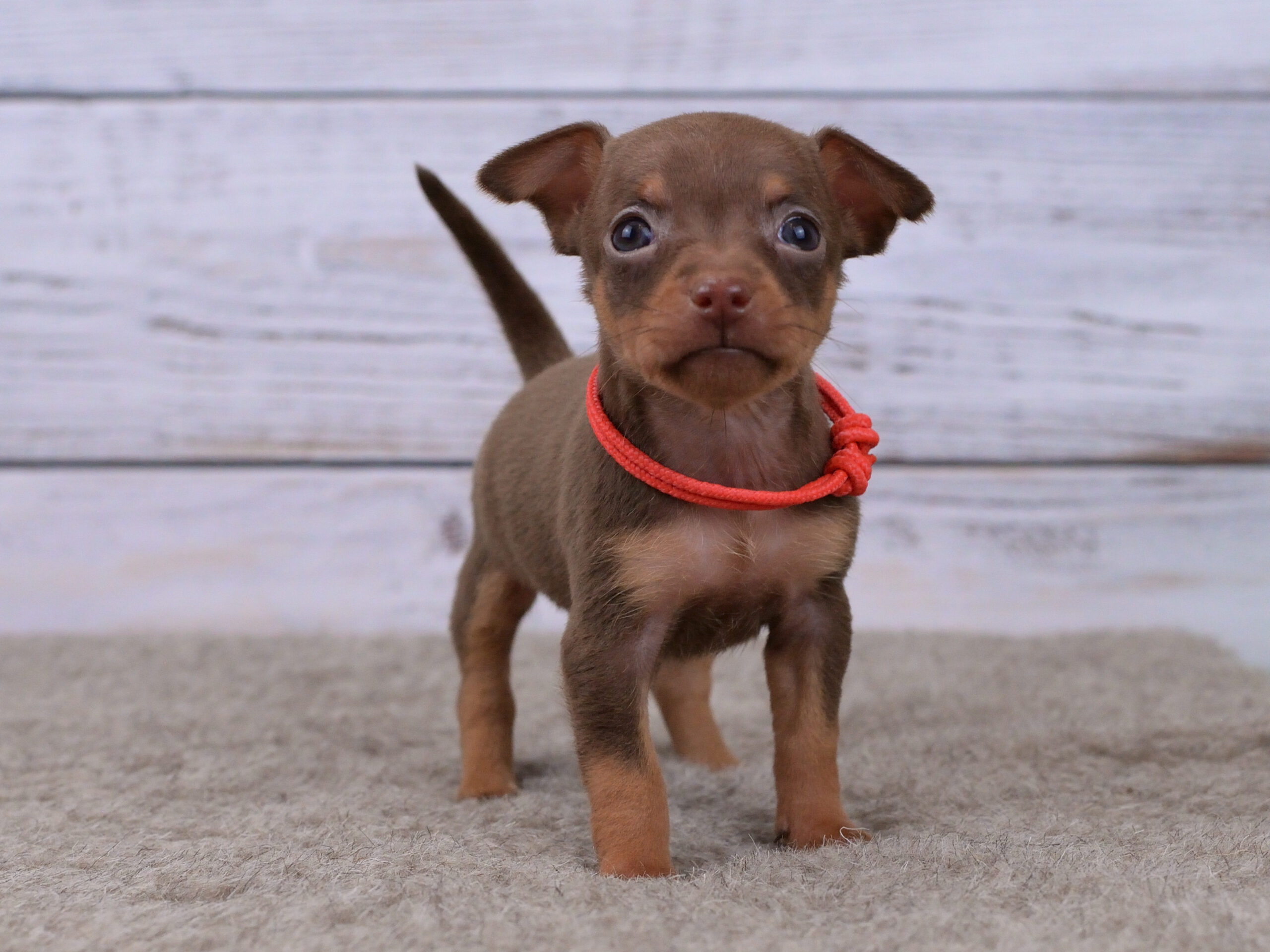 Питомник Пражских крысариков kennel prague ratter