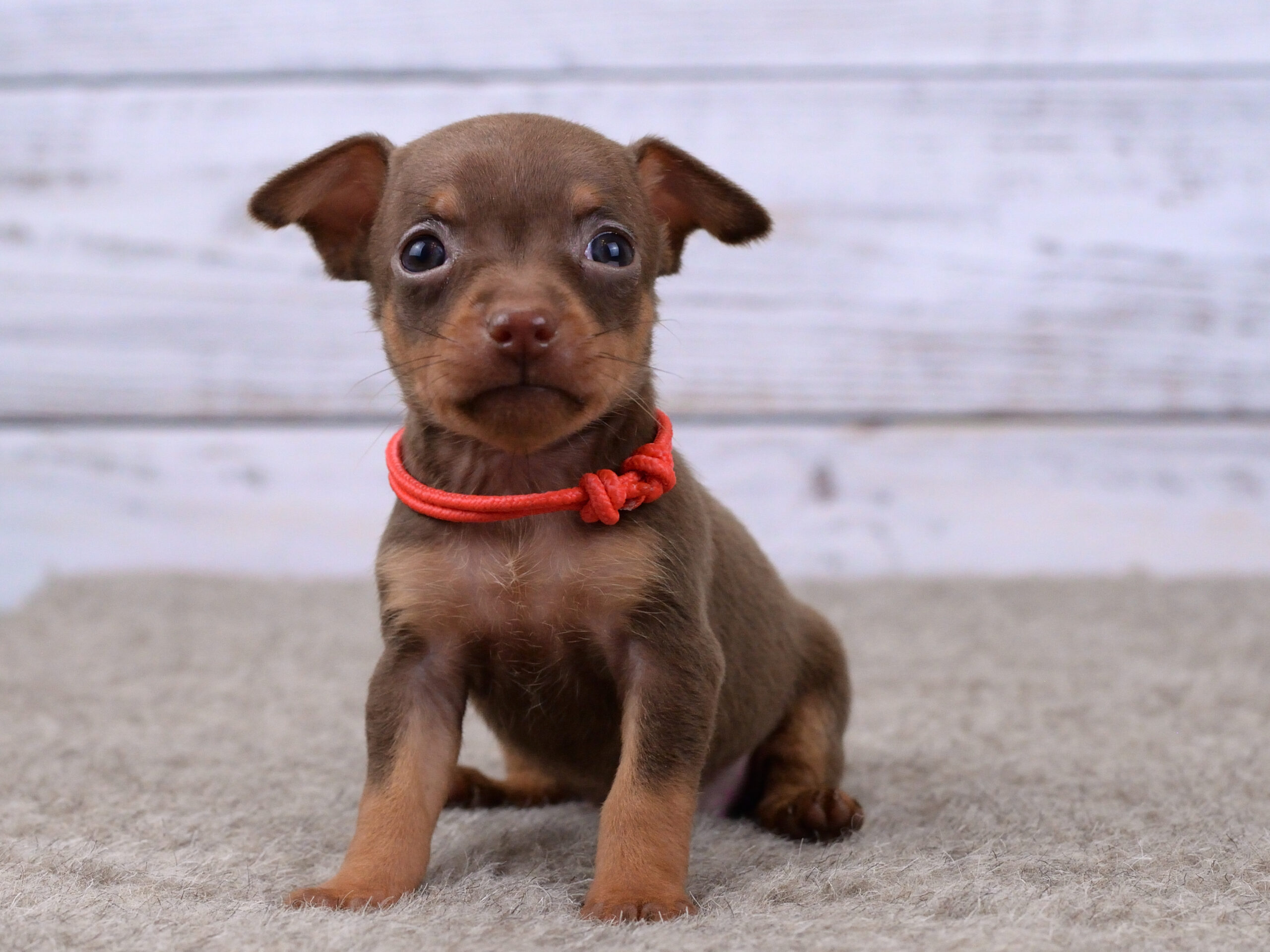 Питомник Пражских крысариков kennel prague ratter