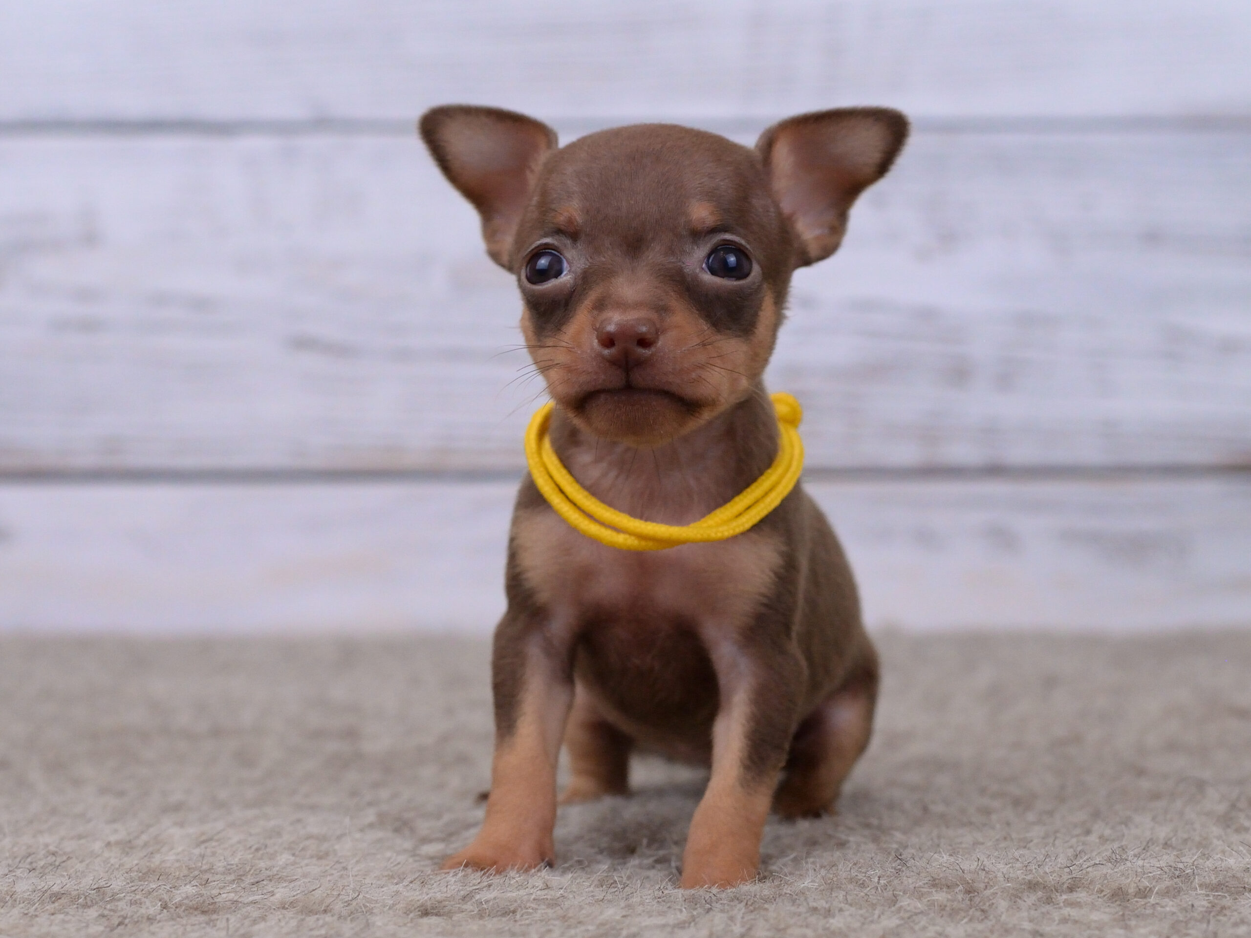 Питомник Пражских крысариков kennel prague ratter