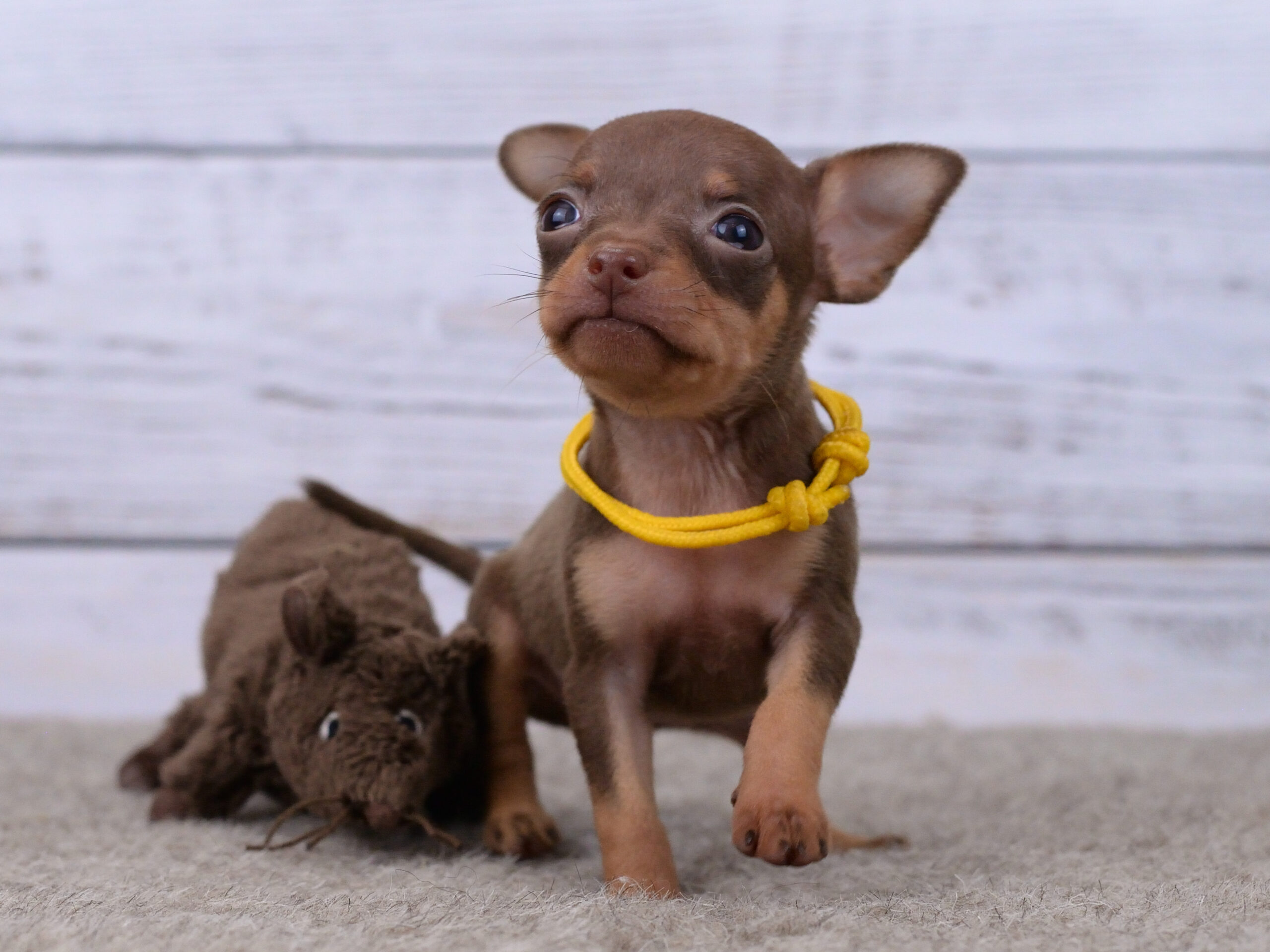 Питомник Пражских крысариков kennel prague ratter
