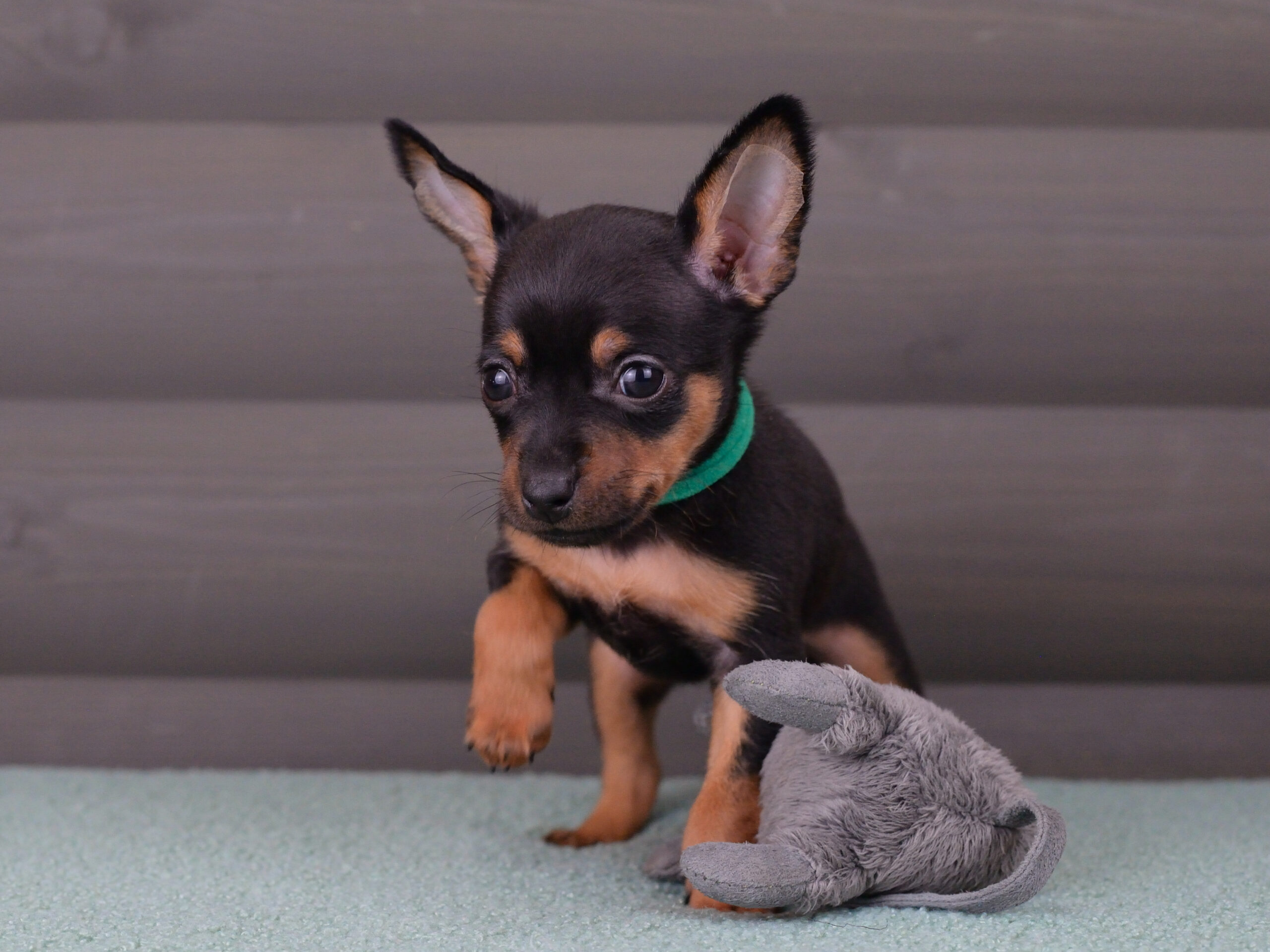 Питомник Пражских крысариков kennel prague ratter