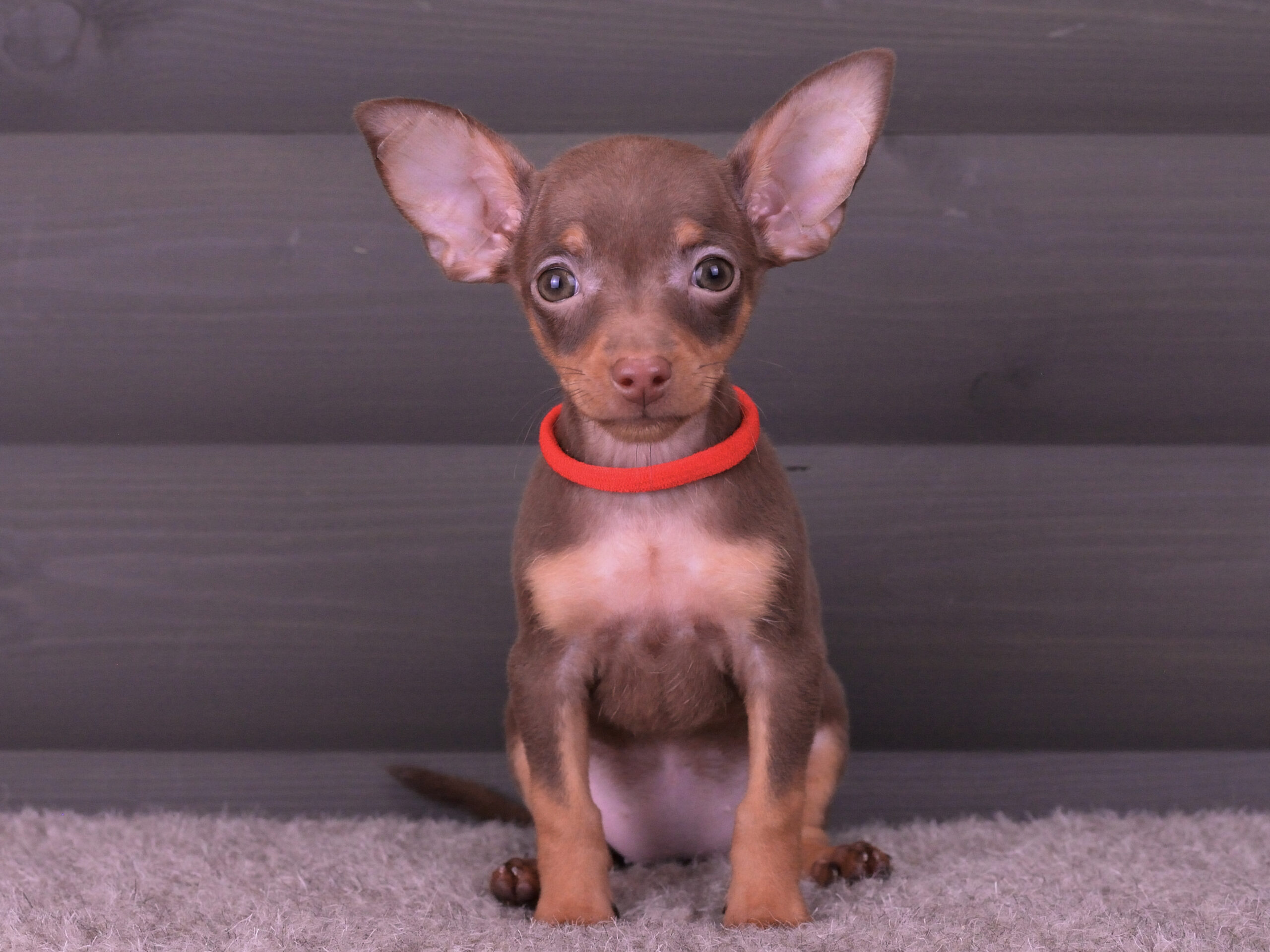 Питомник Пражских крысариков kennel prague ratter