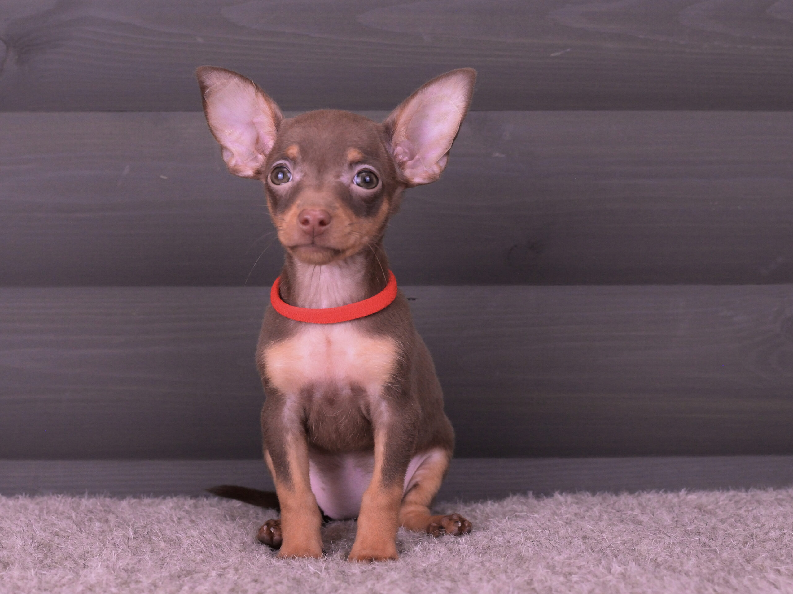 Питомник Пражских крысариков kennel prague ratter