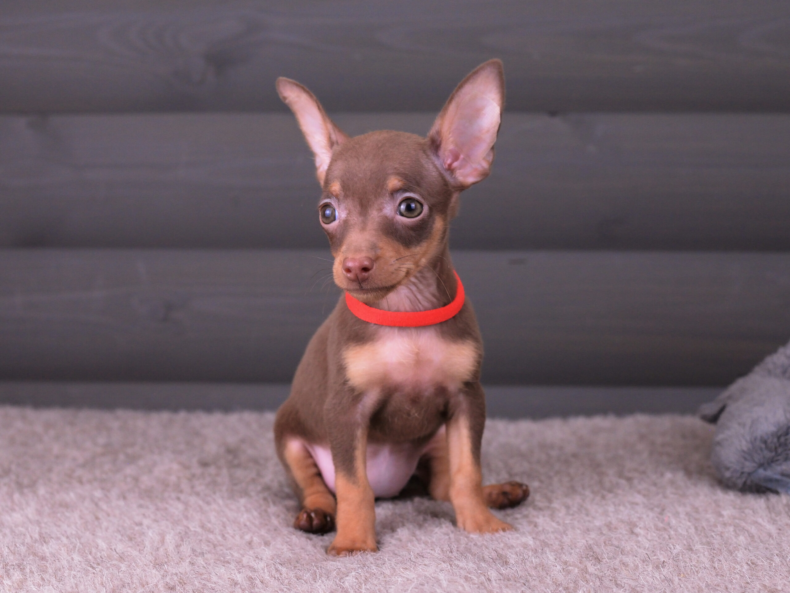 Питомник Пражских крысариков kennel prague ratter