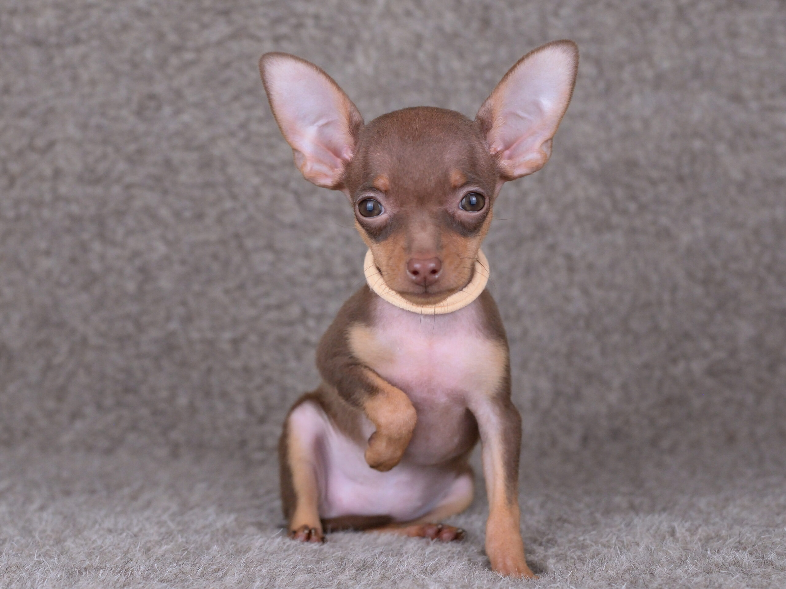 Питомник Пражских крысариков kennel prague ratter