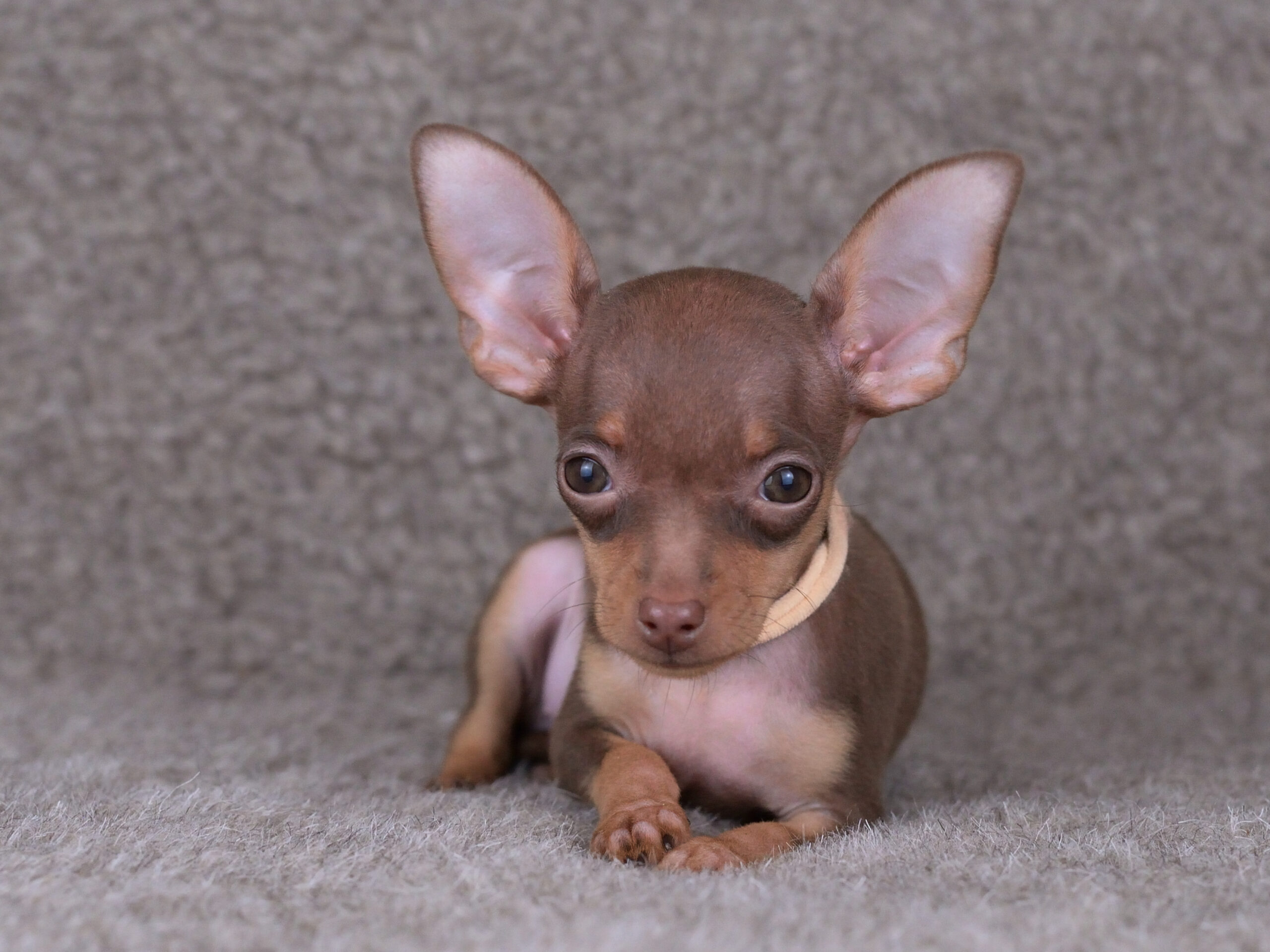 Питомник Пражских крысариков kennel prague ratter