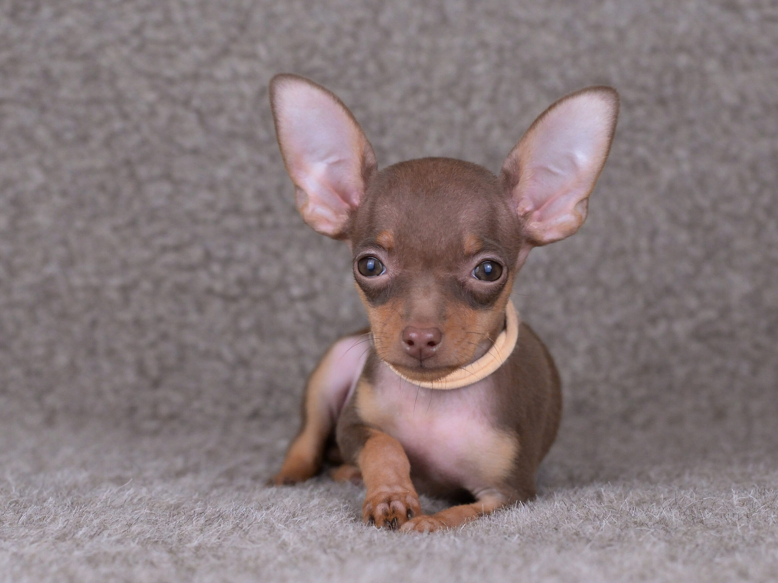 Питомник Пражских крысариков kennel prague ratter