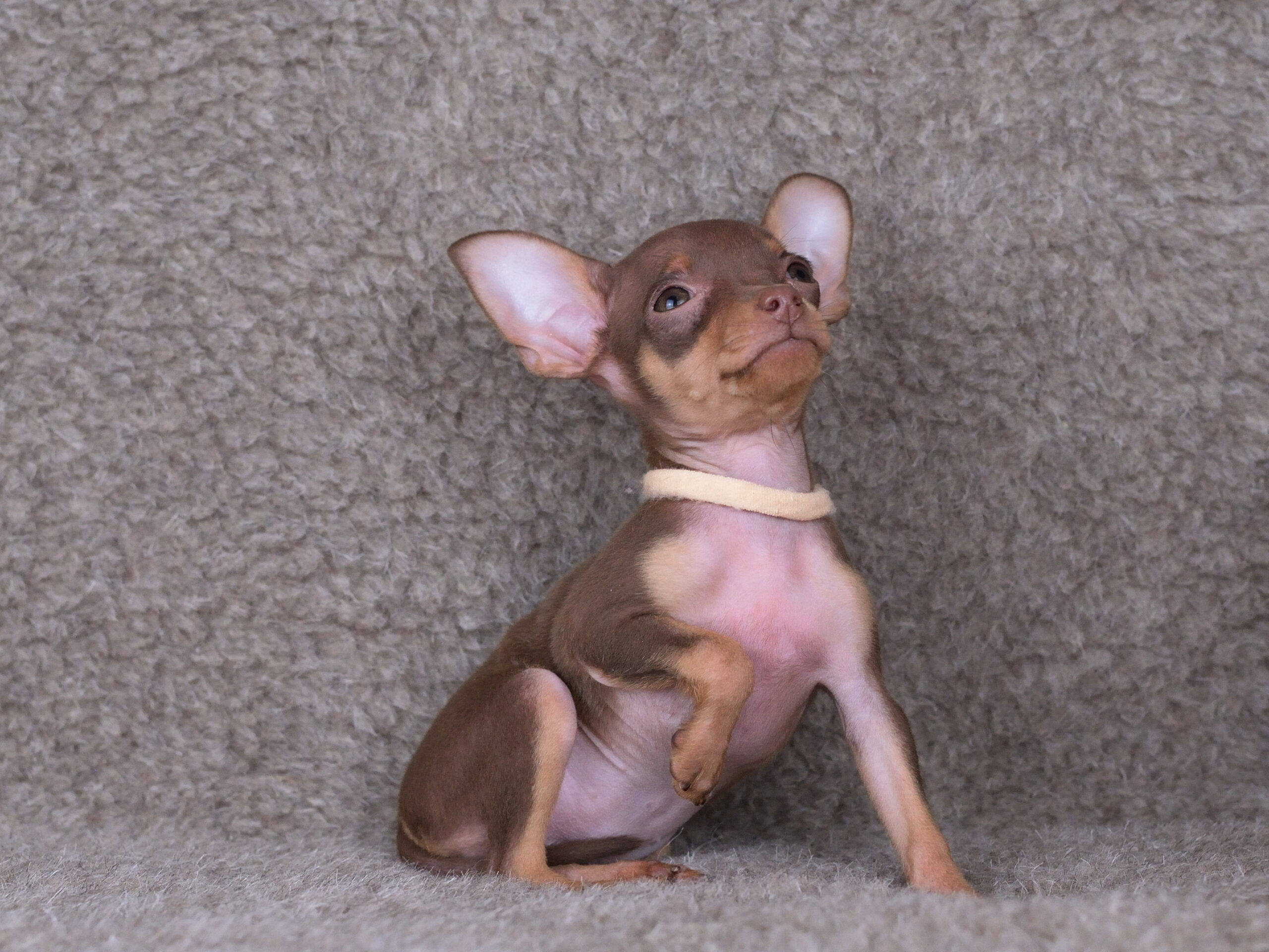 Питомник Пражских крысариков kennel prague ratter