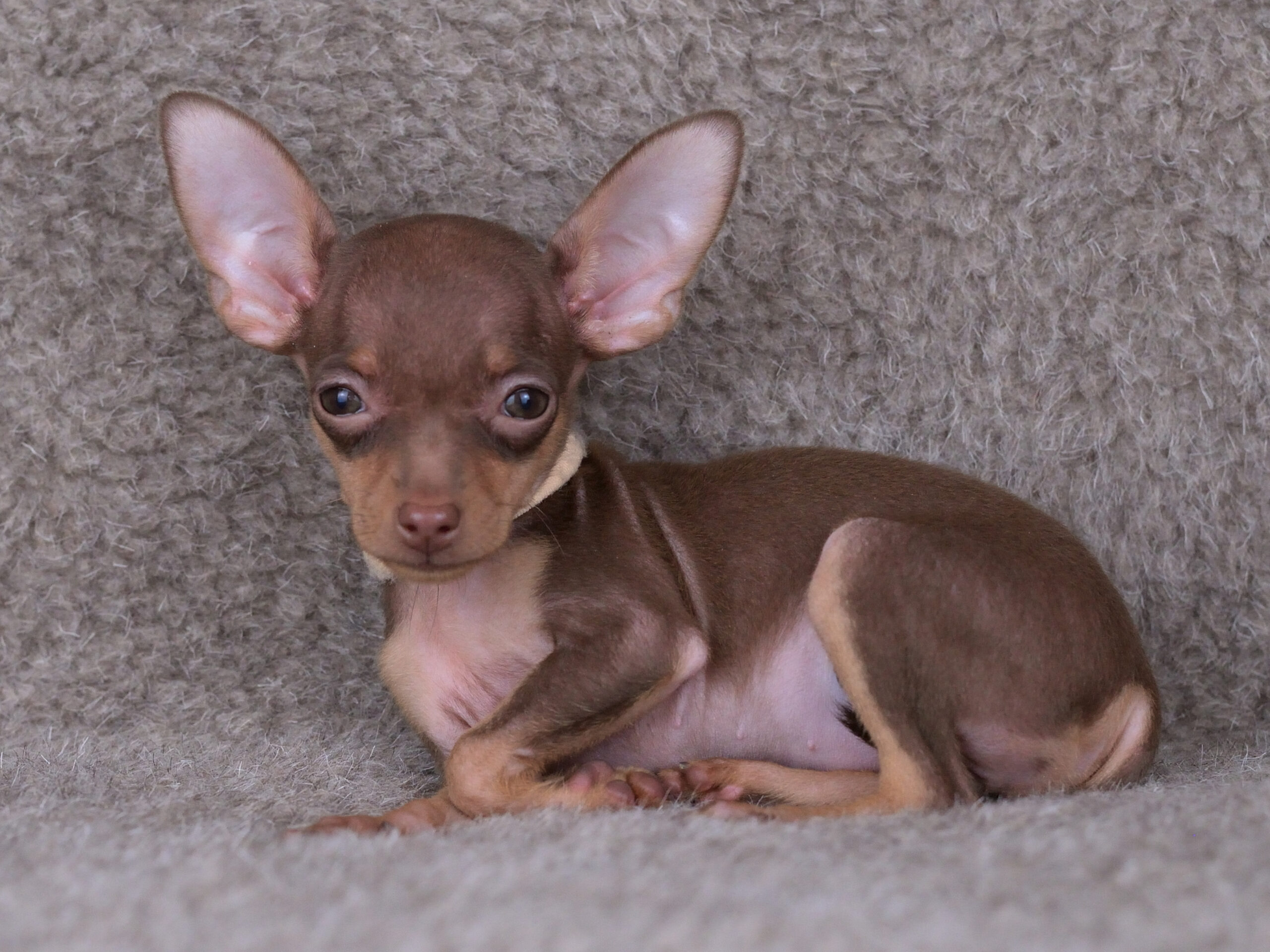 Питомник Пражских крысариков kennel prague ratter