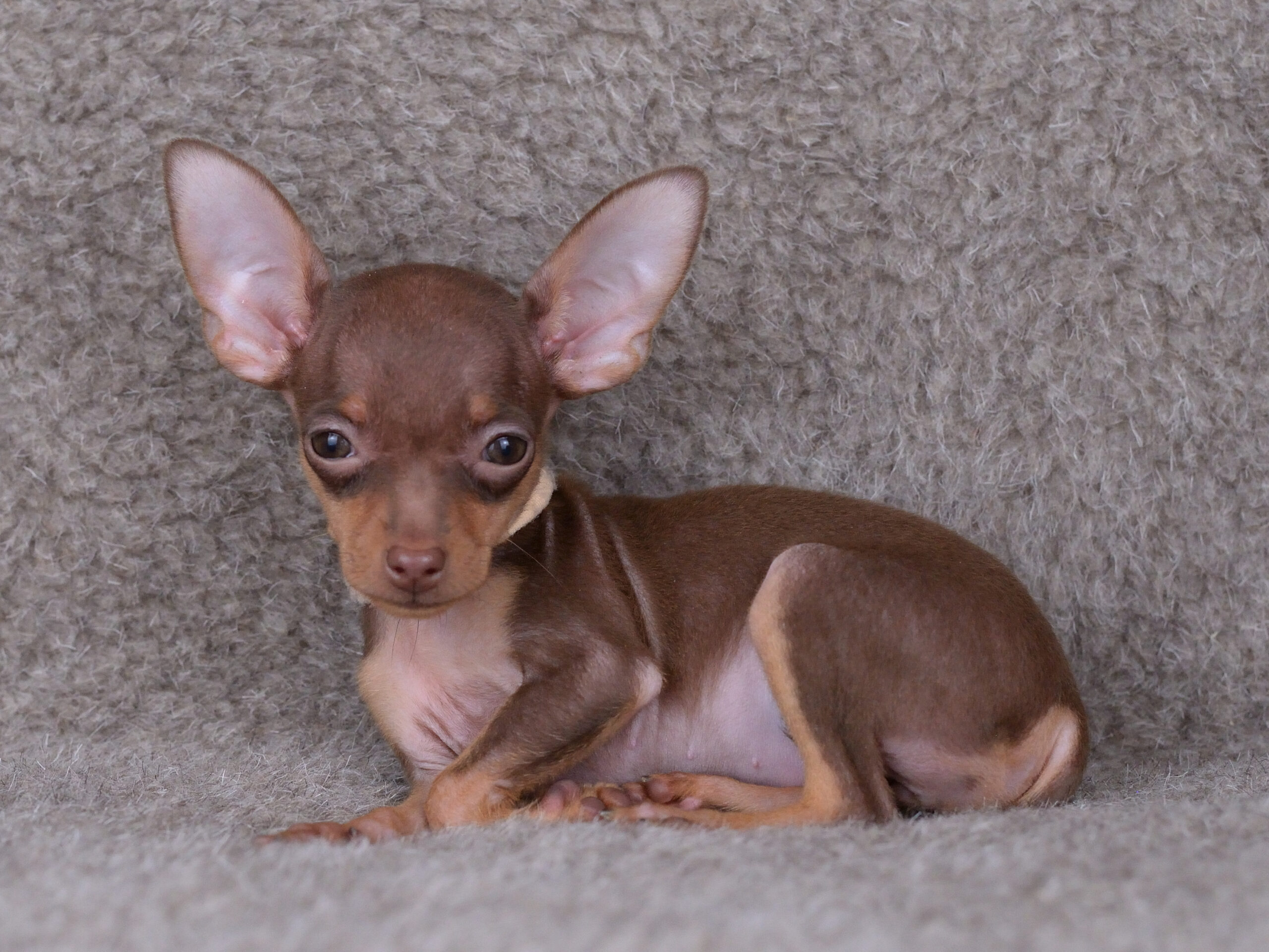 Питомник Пражских крысариков kennel prague ratter
