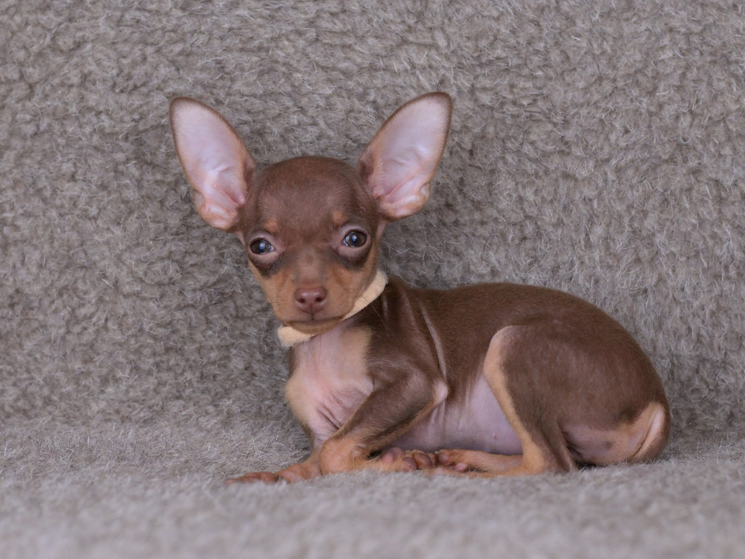 Питомник Пражских крысариков kennel prague ratter