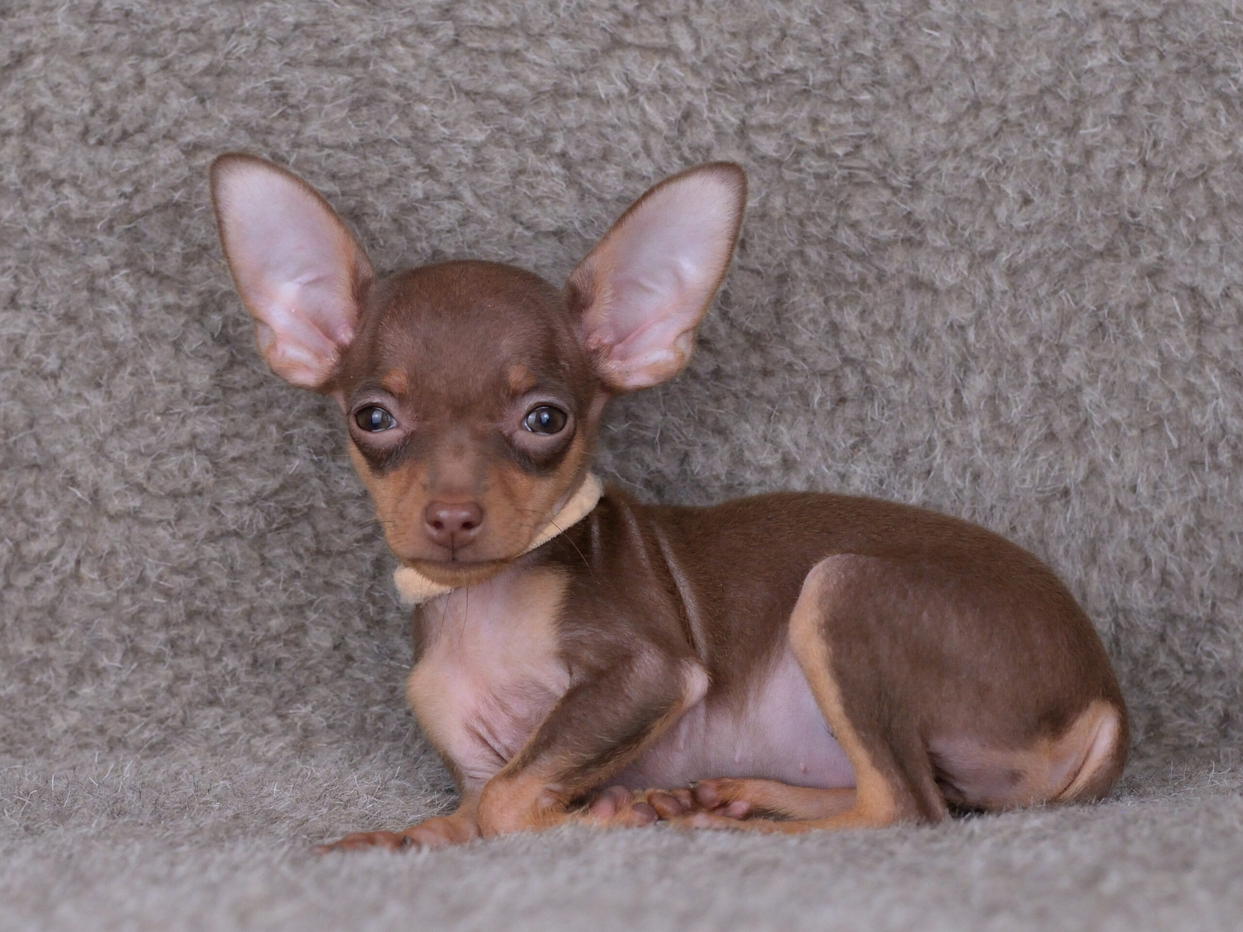 Питомник Пражских крысариков kennel prague ratter
