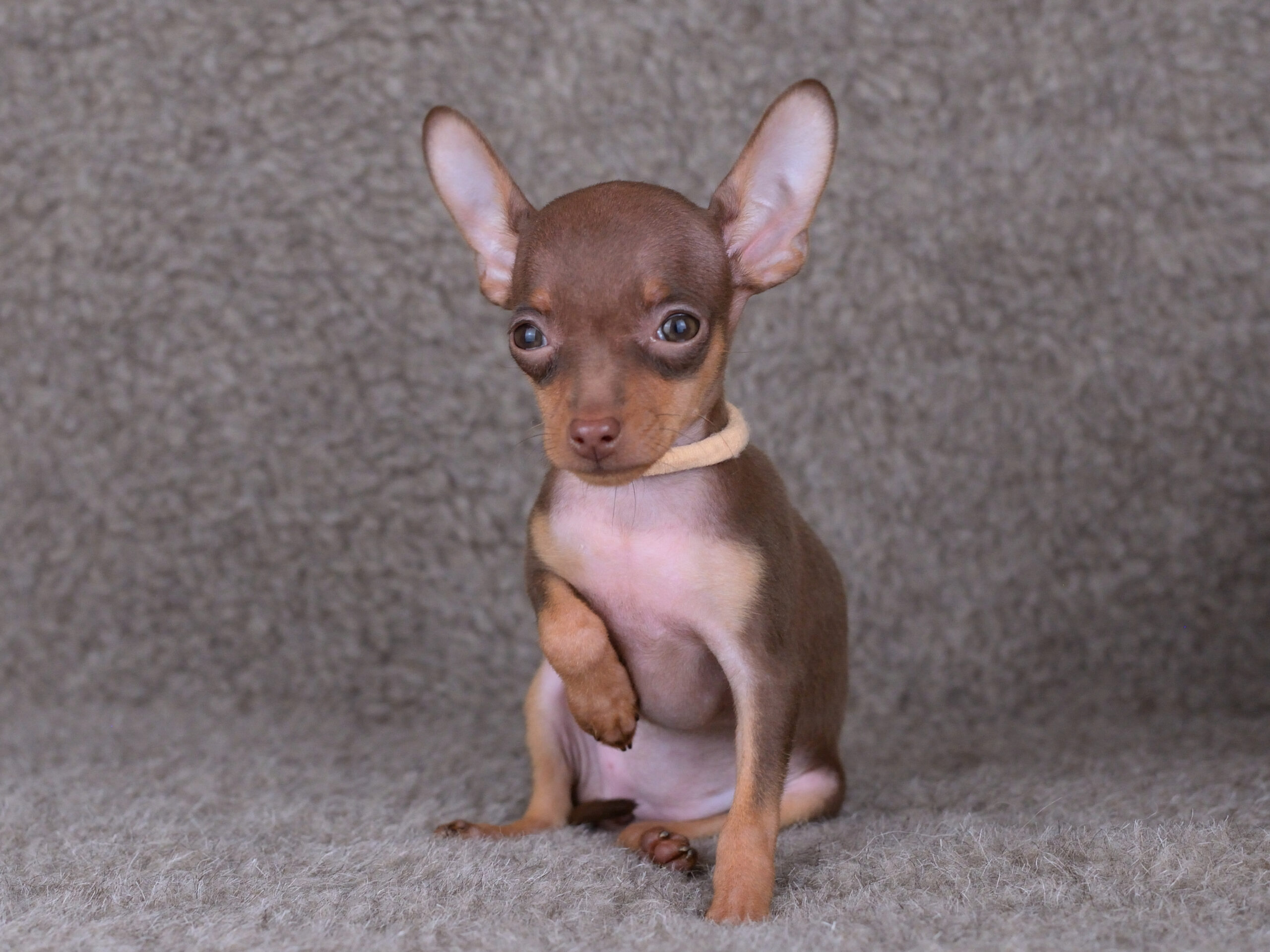 Питомник Пражских крысариков kennel prague ratter