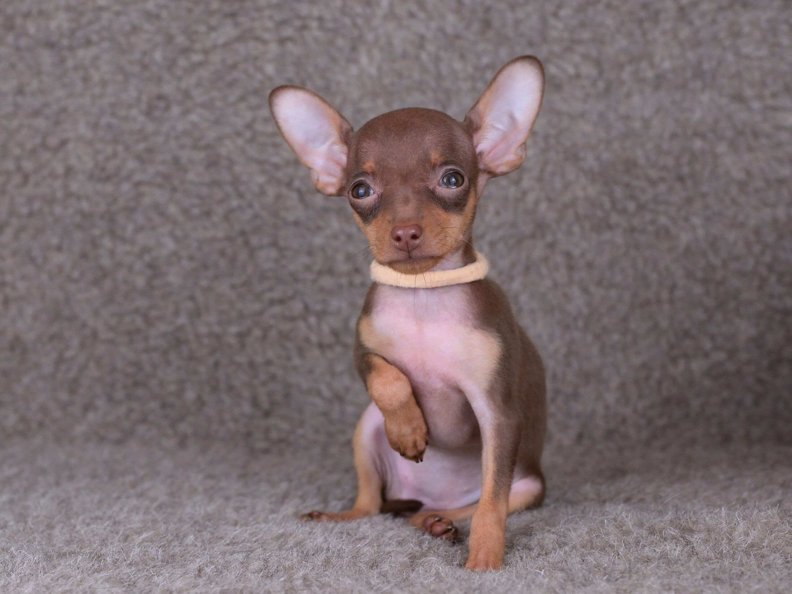 Питомник Пражских крысариков kennel prague ratter