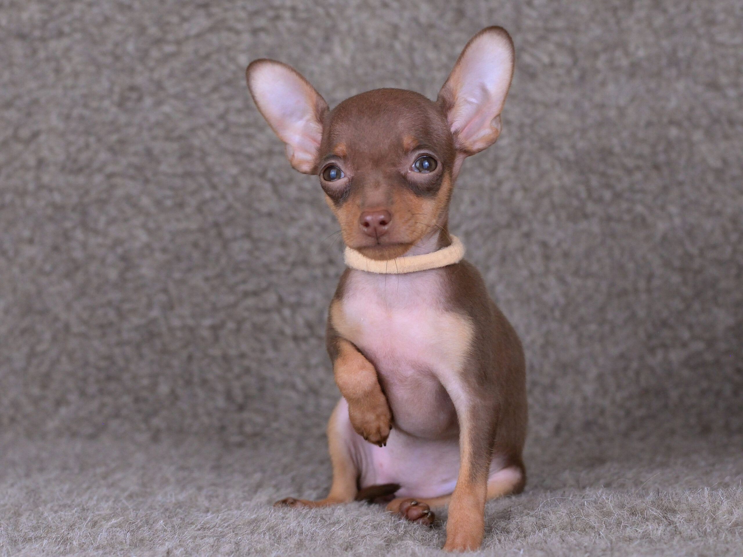 Питомник Пражских крысариков kennel prague ratter