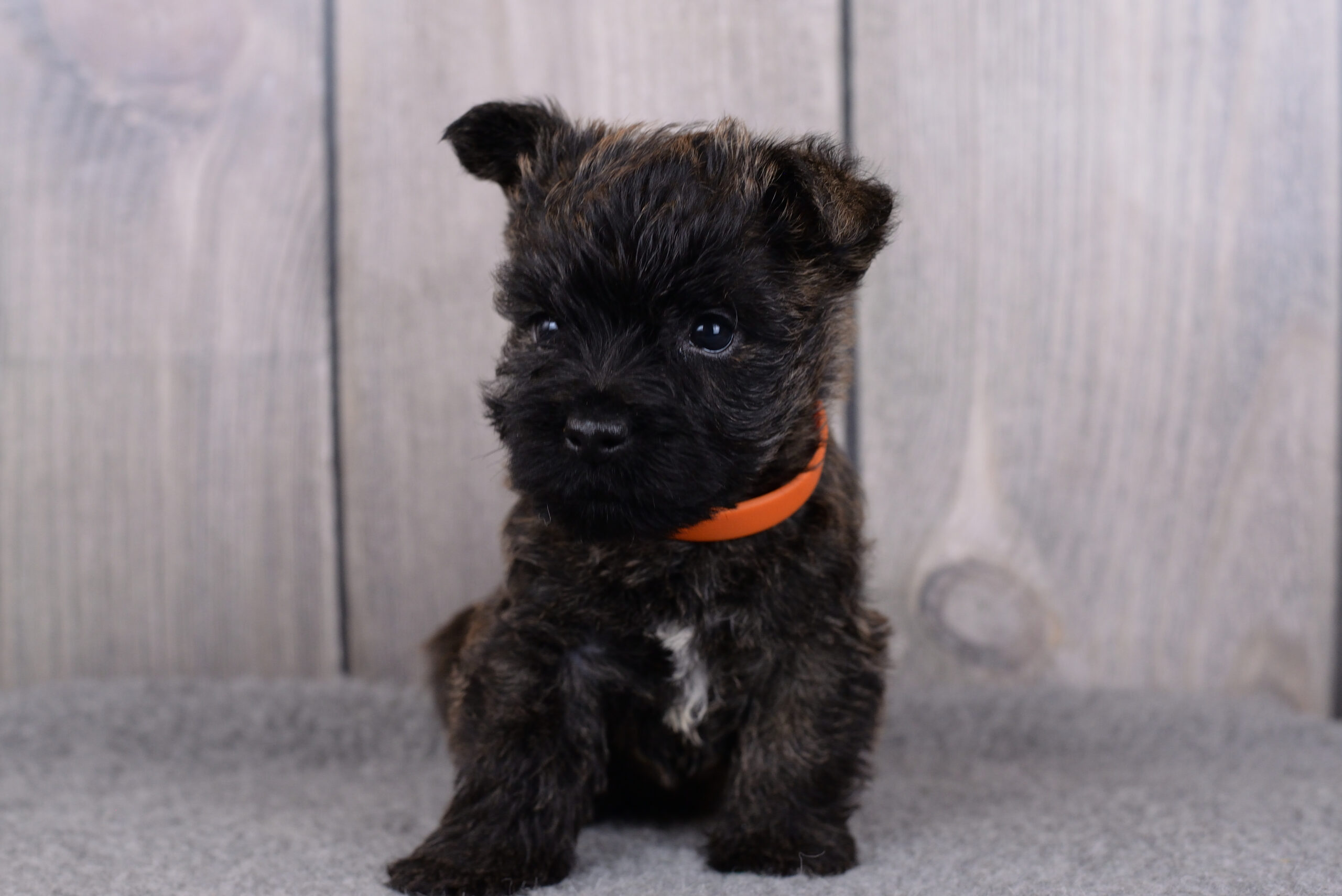 Питомник kennel Керн-терьер cairn terrier питомник купить щенка керн-терьера в Санкт-Петербурге
