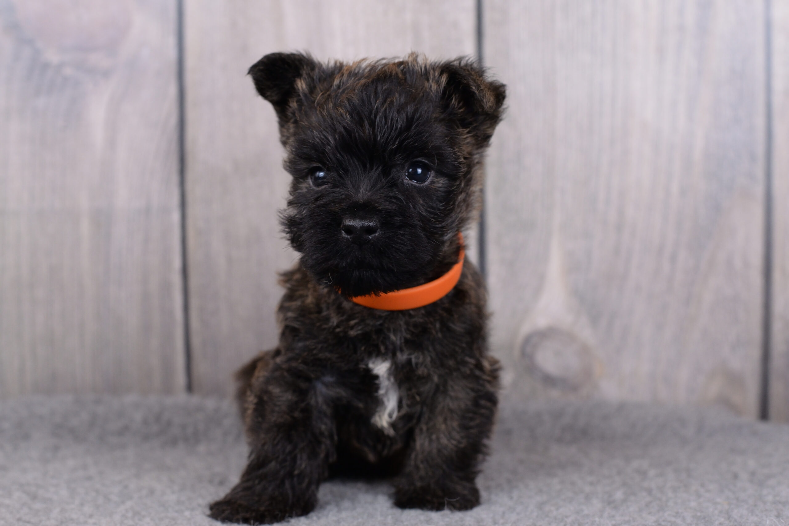 Питомник kennel Керн-терьер cairn terrier питомник купить щенка керн-терьера в Санкт-Петербурге