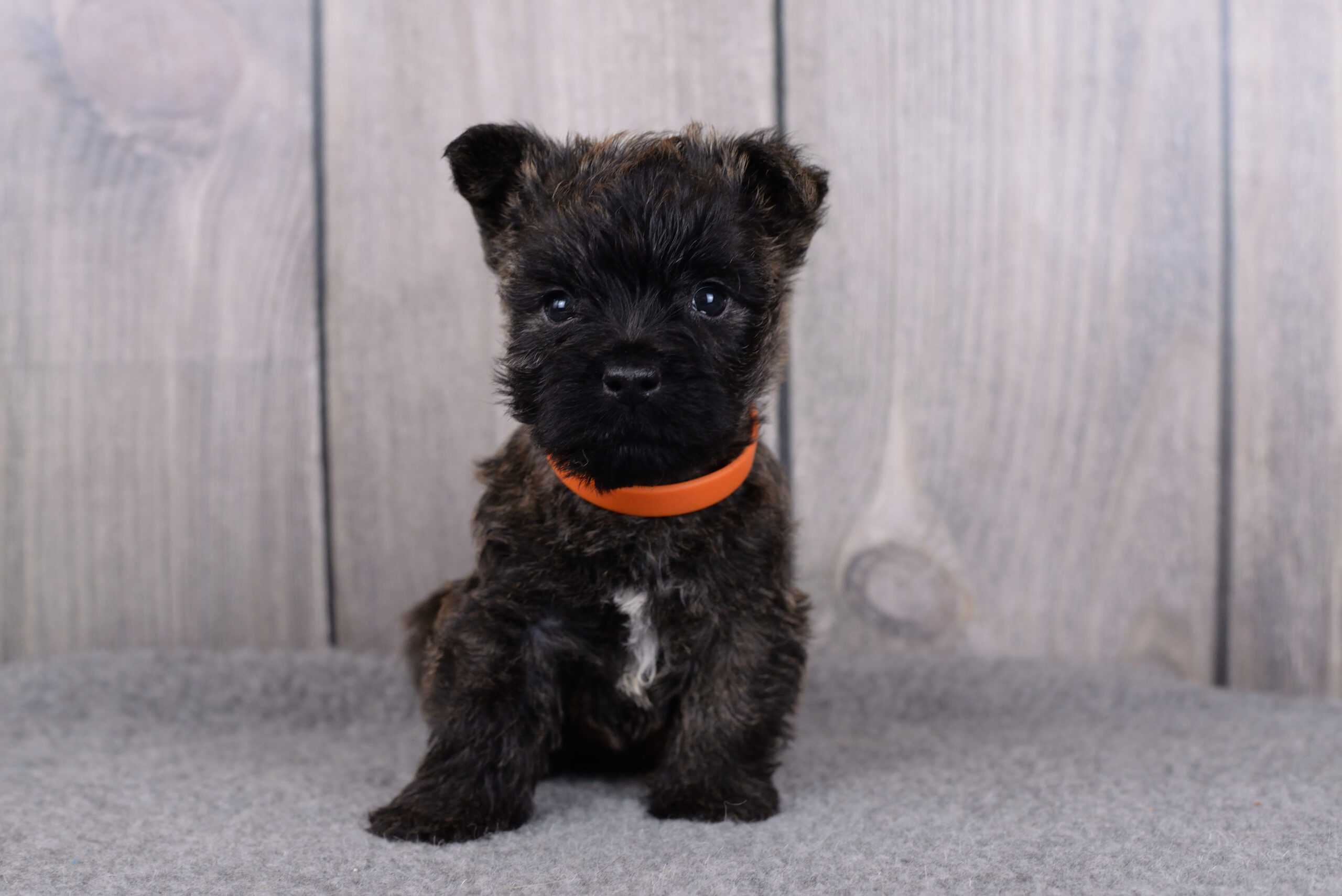 Питомник kennel Керн-терьер cairn terrier питомник купить щенка керн-терьера в Санкт-Петербурге