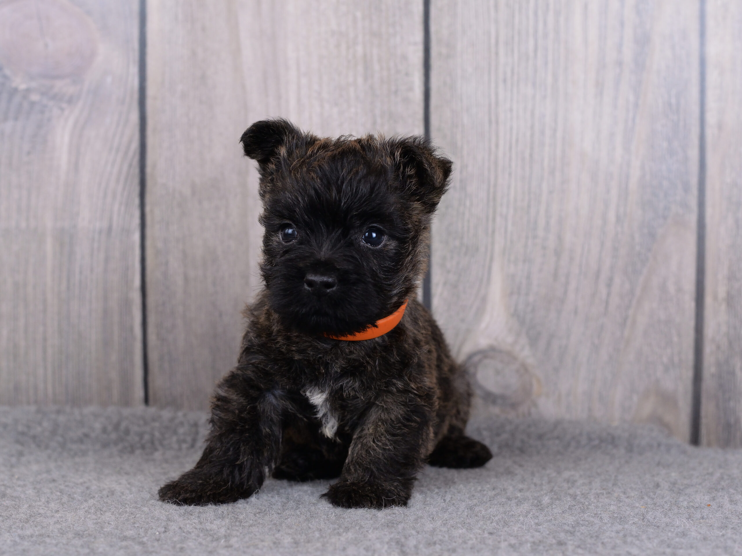 Питомник kennel Керн-терьер cairn terrier питомник купить щенка керн-терьера в Санкт-Петербурге