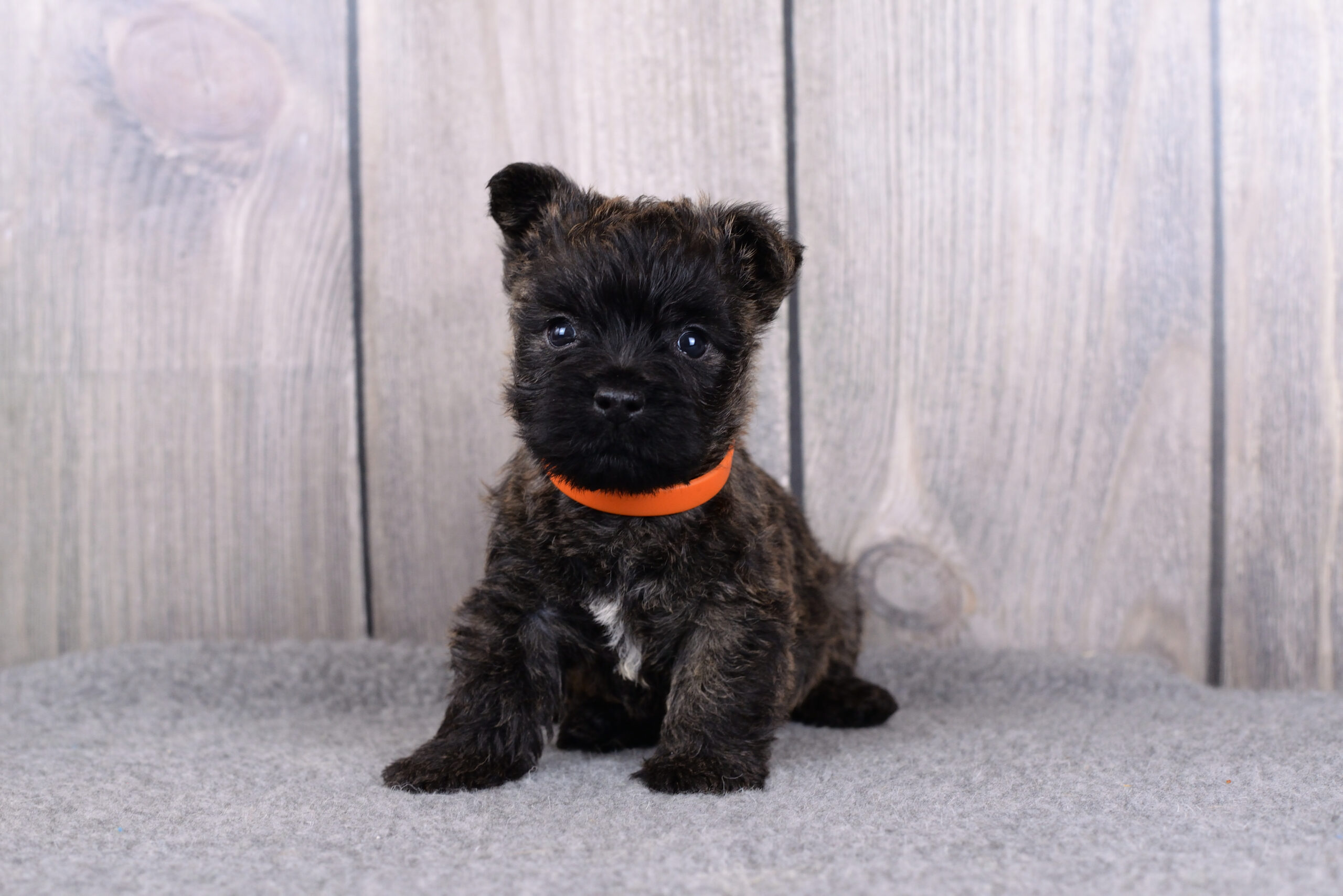 Питомник kennel Керн-терьер cairn terrier питомник купить щенка керн-терьера в Санкт-Петербурге