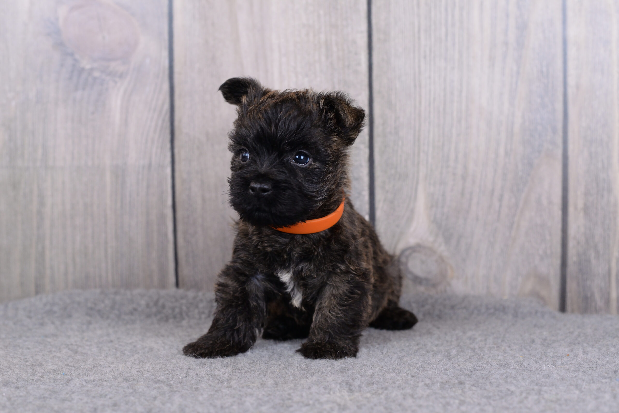 Питомник kennel Керн-терьер cairn terrier питомник купить щенка керн-терьера в Санкт-Петербурге