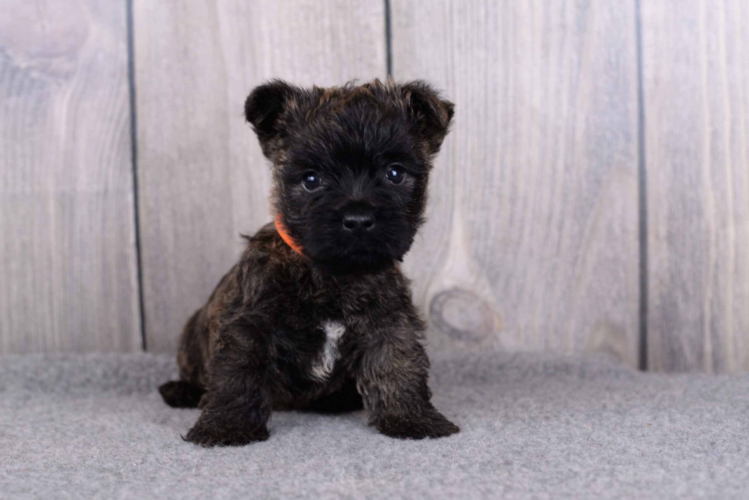 Питомник kennel Керн-терьер cairn terrier питомник купить щенка керн-терьера в Санкт-Петербурге