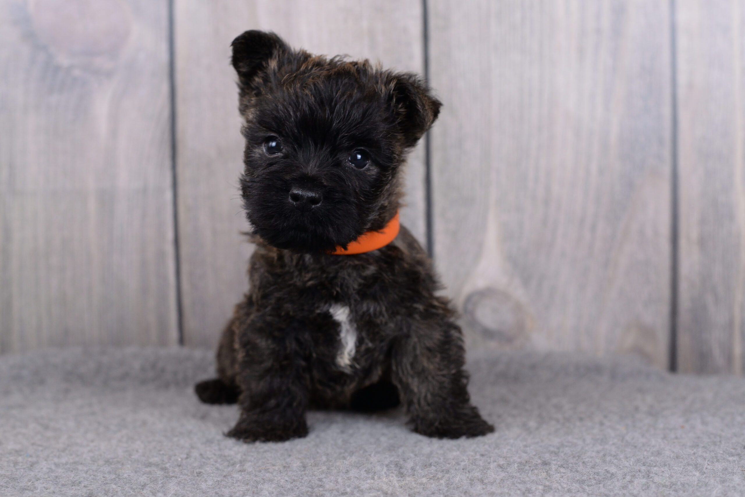 Питомник kennel Керн-терьер cairn terrier питомник купить щенка керн-терьера в Санкт-Петербурге