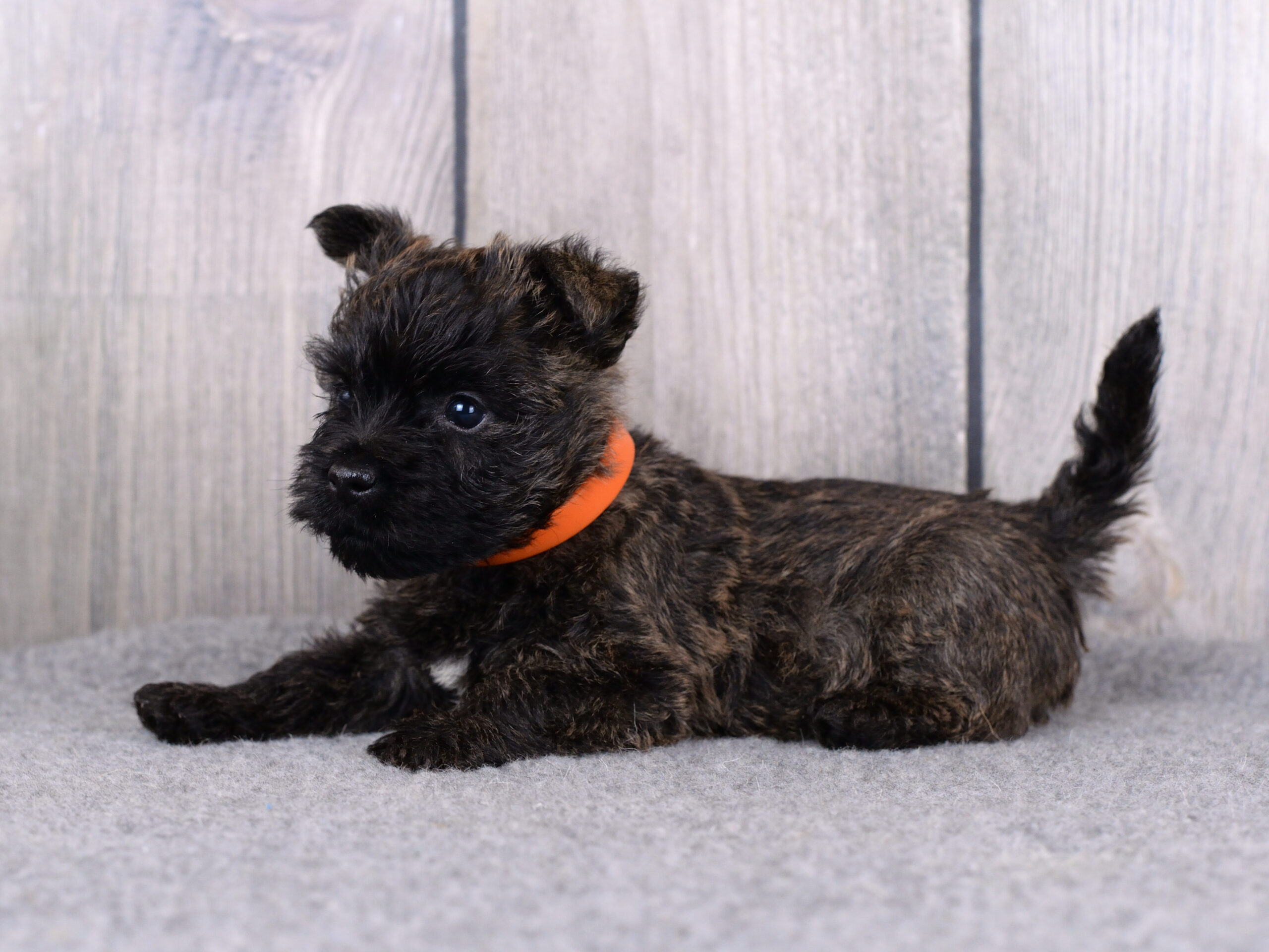 Питомник kennel Керн-терьер cairn terrier питомник купить щенка керн-терьера в Санкт-Петербурге