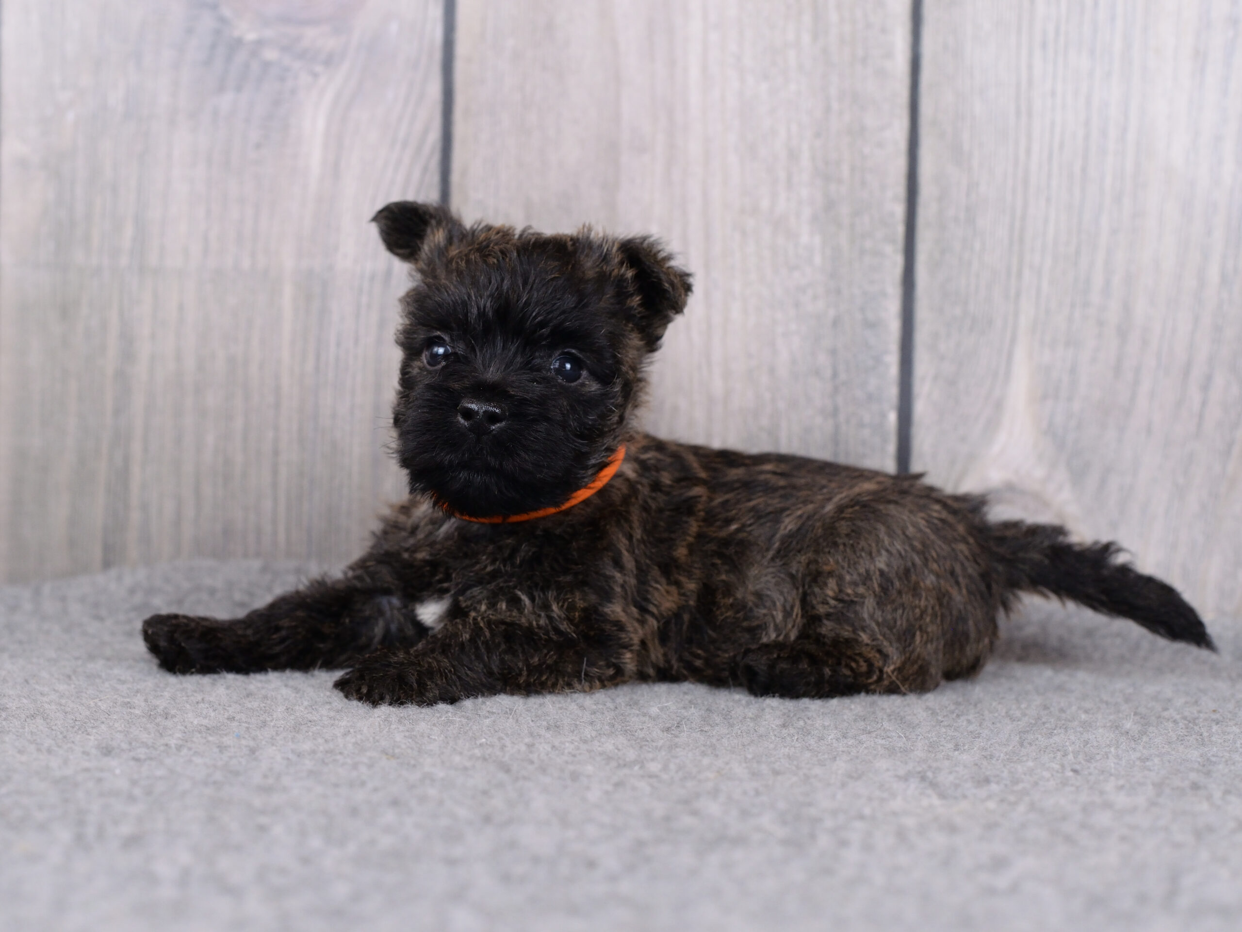 Питомник kennel Керн-терьер cairn terrier питомник купить щенка керн-терьера в Санкт-Петербурге
