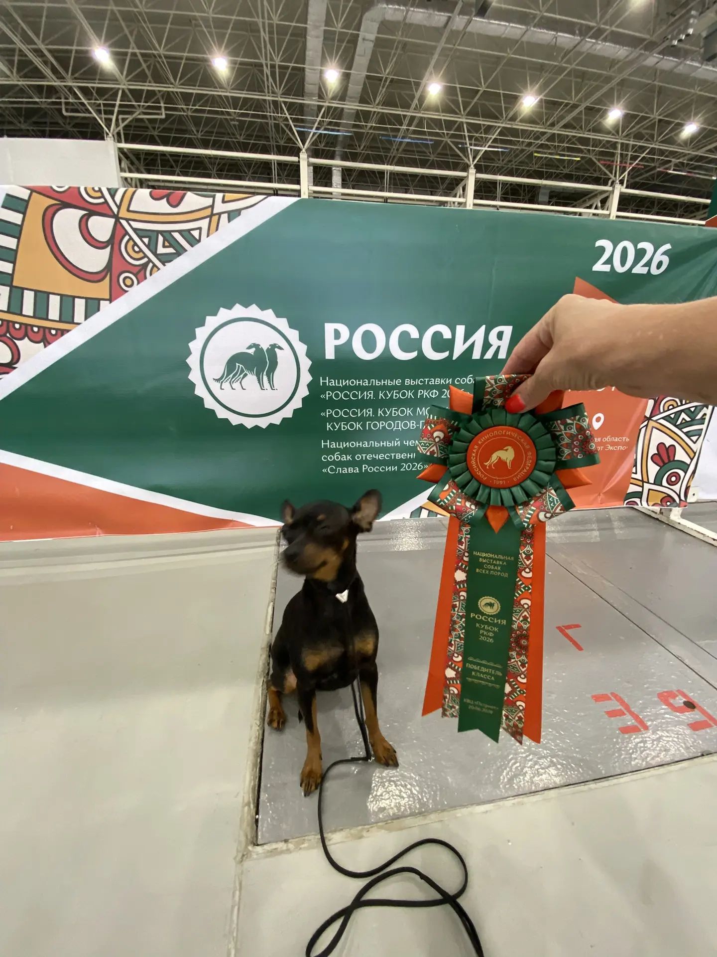 Пражский крысарик на выставке Россия 2026 с кубком и розеткой