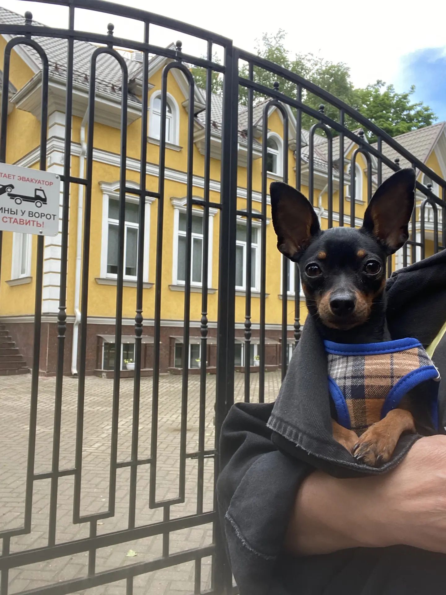 Выпускник питомника LITTLE BEAST порода пражский крысарик